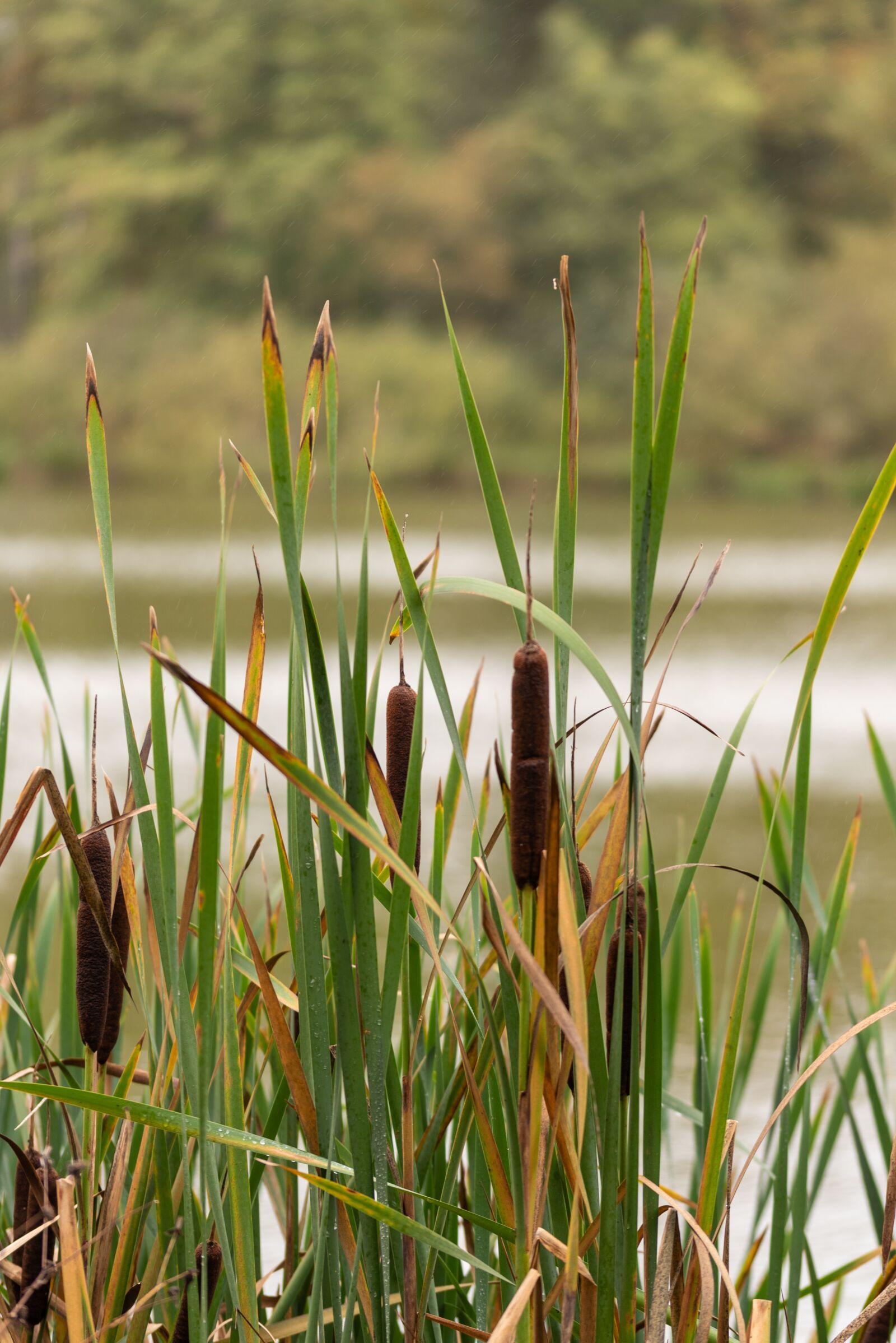 Nikon D750 sample photo. Water, nature, reed photography