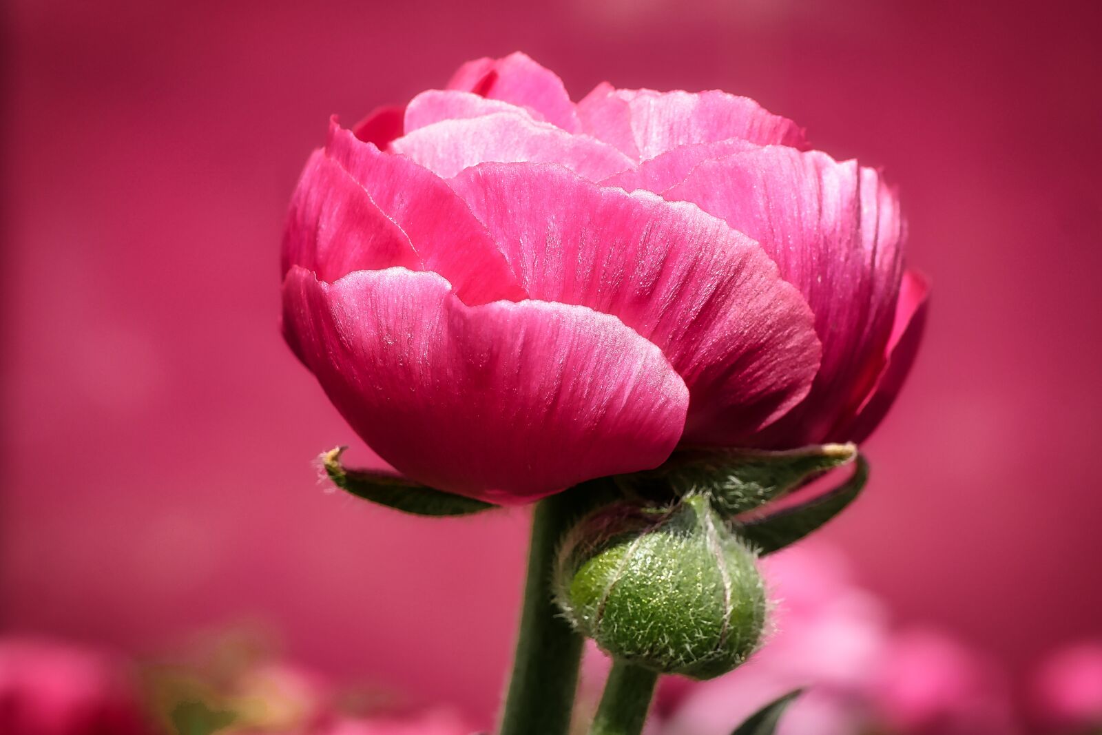 Panasonic Lumix DMC-GX8 sample photo. Nature, flower, plant photography