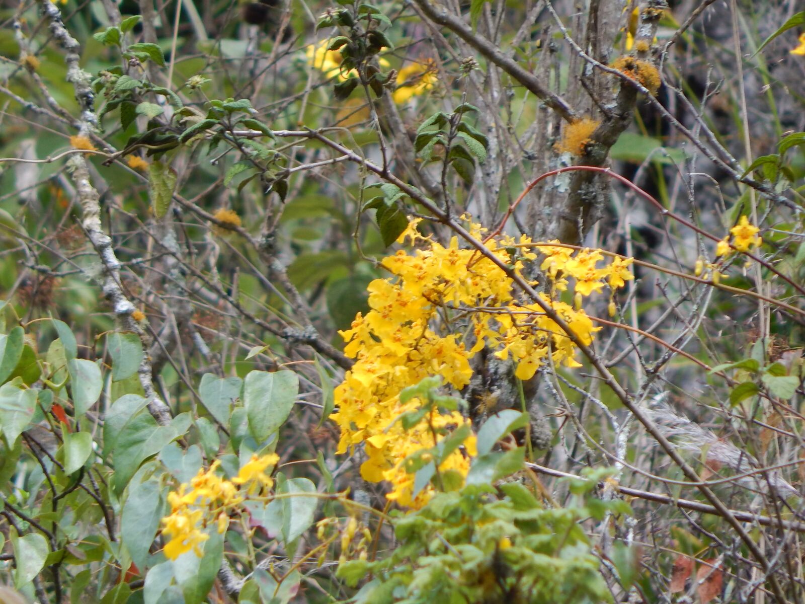 Nikon Coolpix L830 sample photo. Flowers, countryside, nature photography