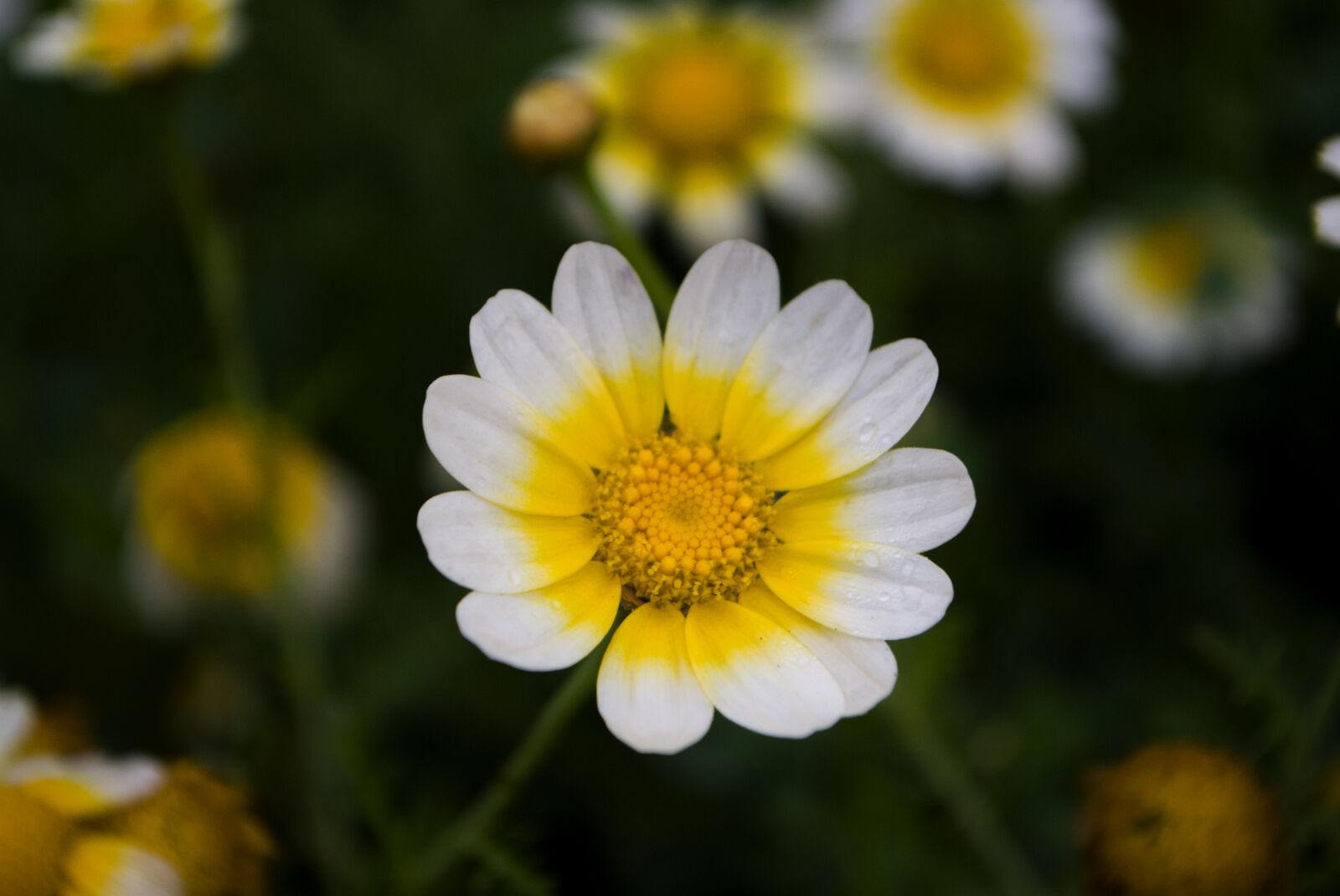 Nikon D3000 sample photo. Flowers photography
