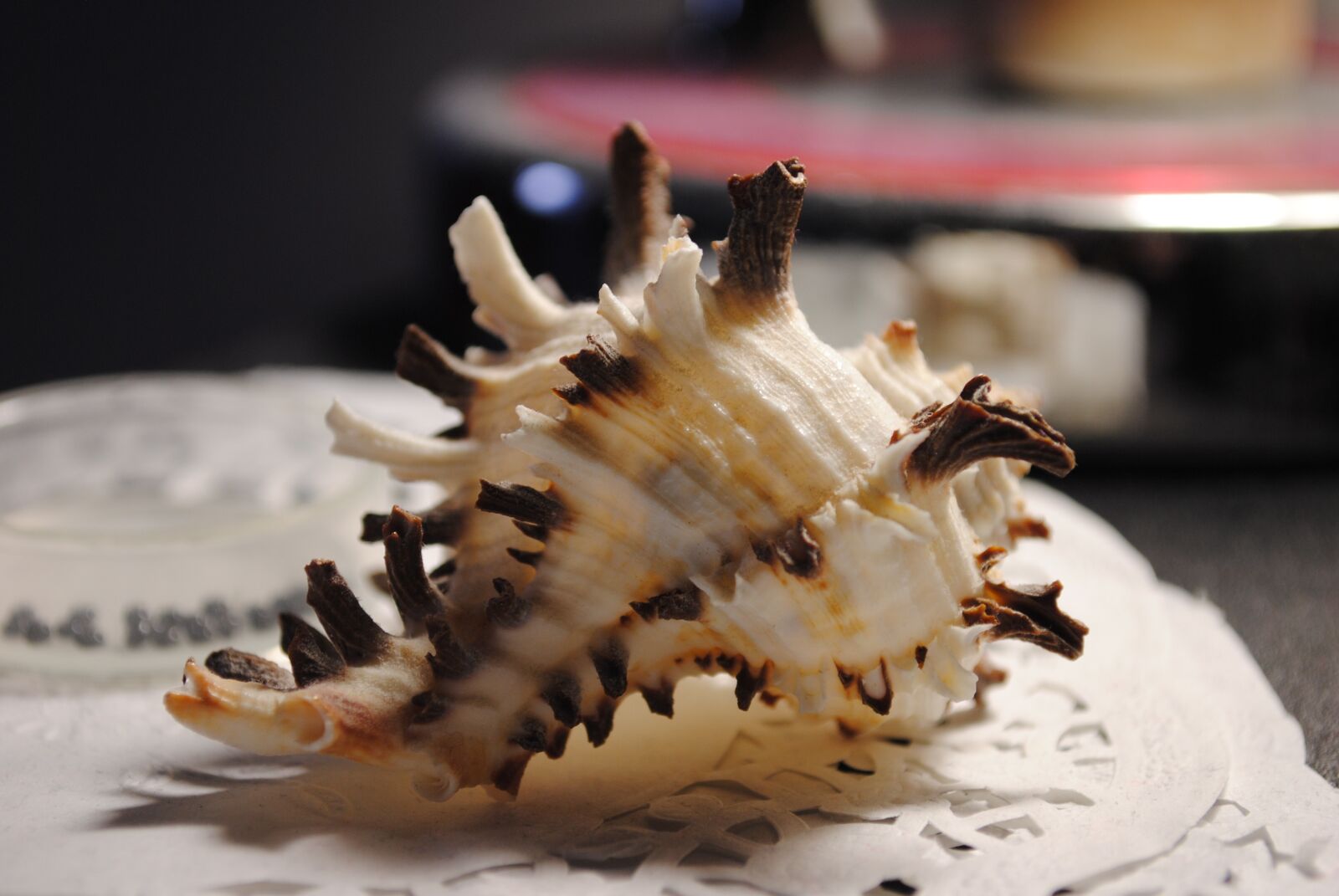 Nikon D3000 sample photo. Shell, macro, marine photography