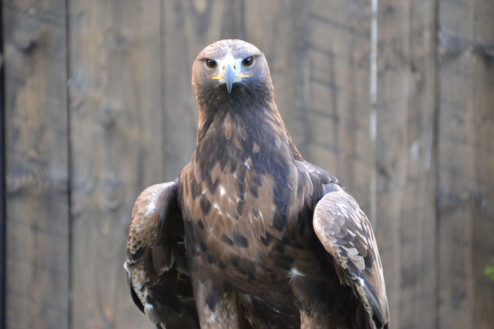 Nikon D3100 sample photo. Adler, raptor, bird photography