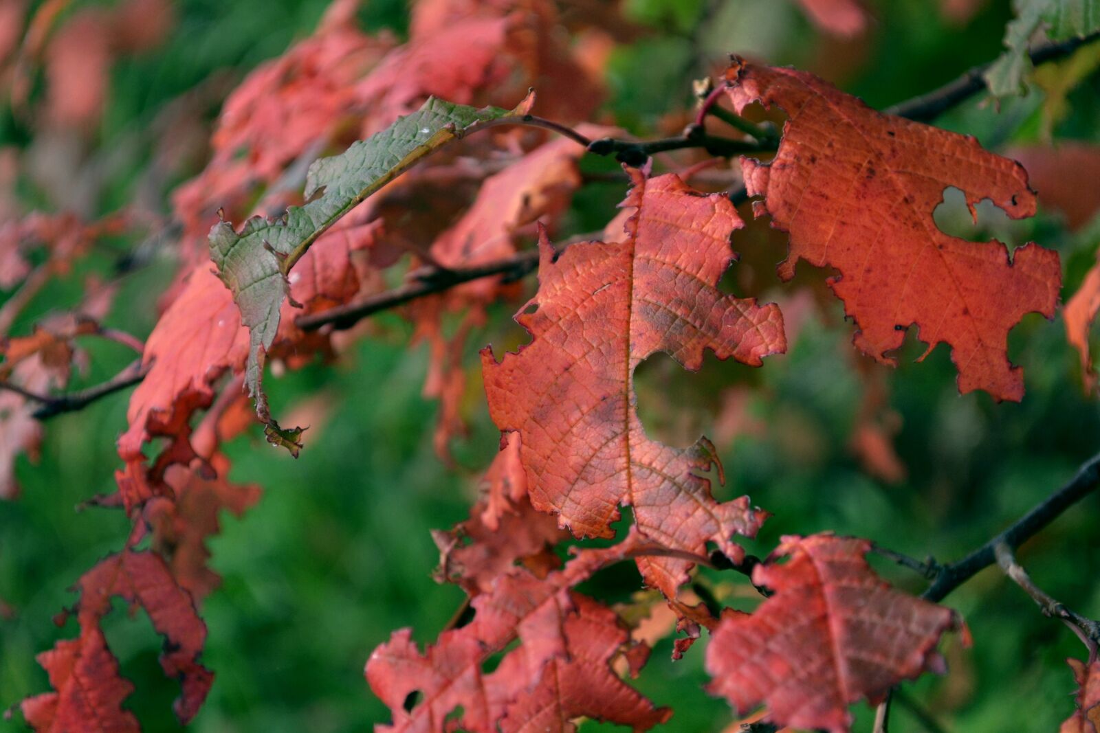 Nikon D3100 sample photo. Nature, autumn, september photography
