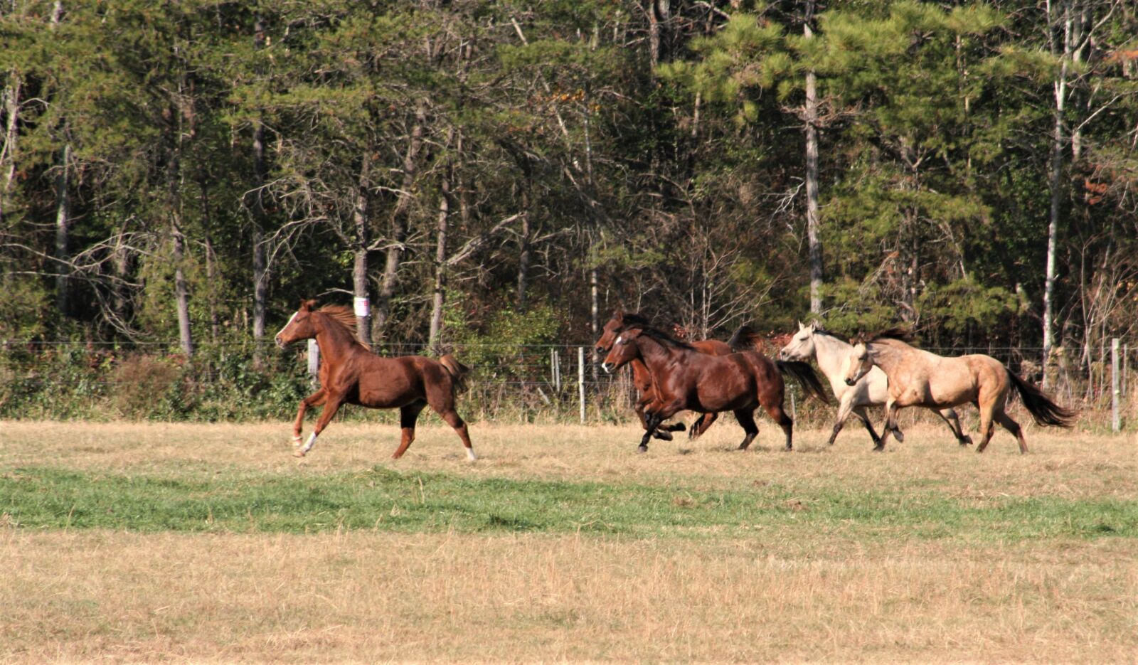 Canon EOS 350D (EOS Digital Rebel XT / EOS Kiss Digital N) sample photo. Horses, galloping, herd photography