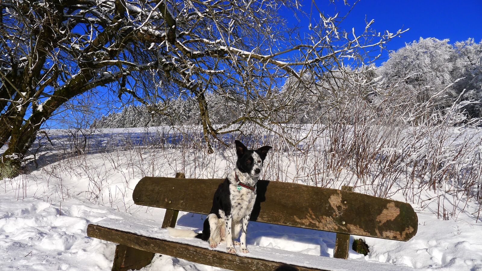 Panasonic Lumix DMC-LX5 sample photo. Winter, snow, dog photography