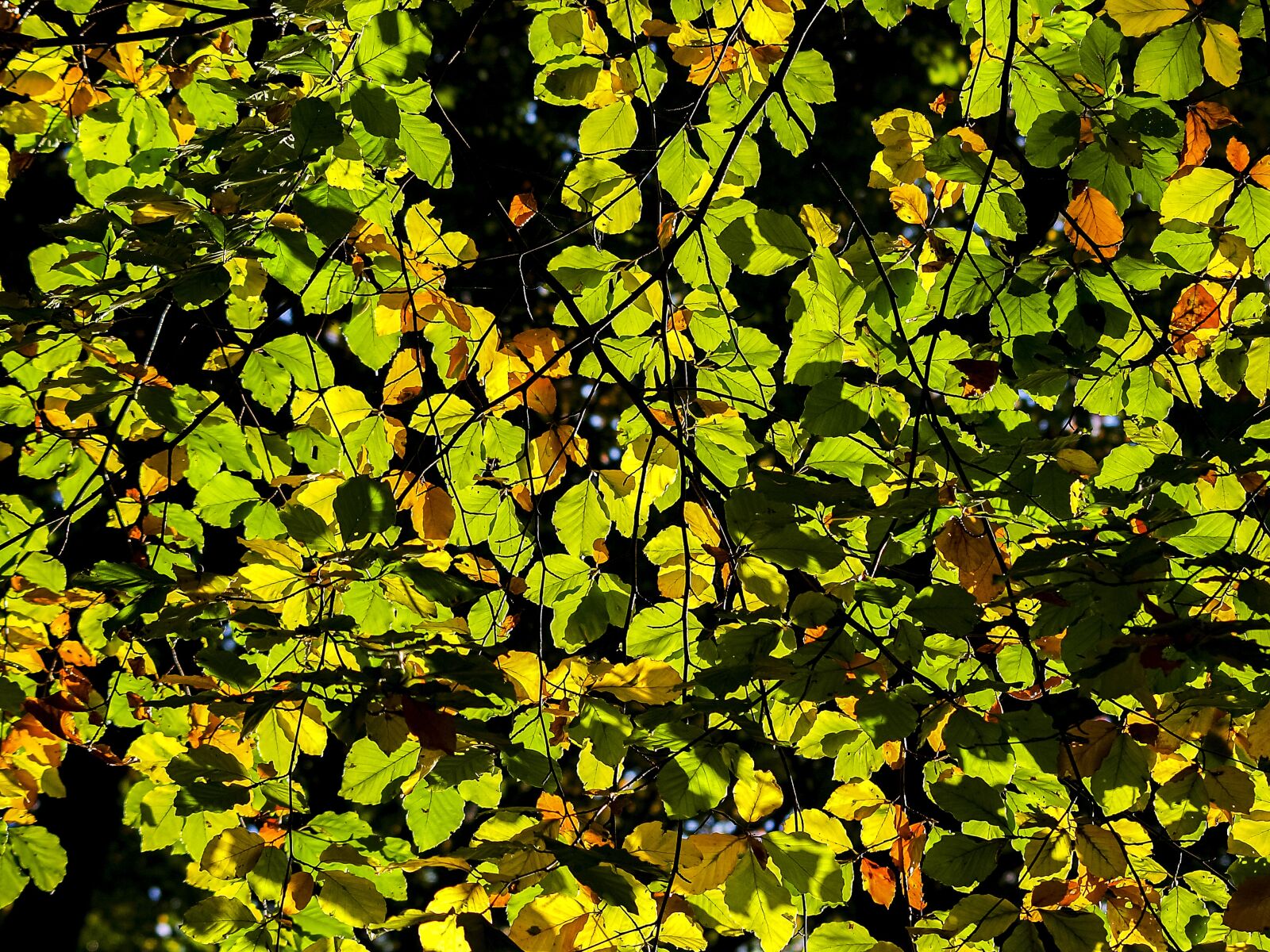 Olympus E-3 sample photo. Leaves, tree, nature photography