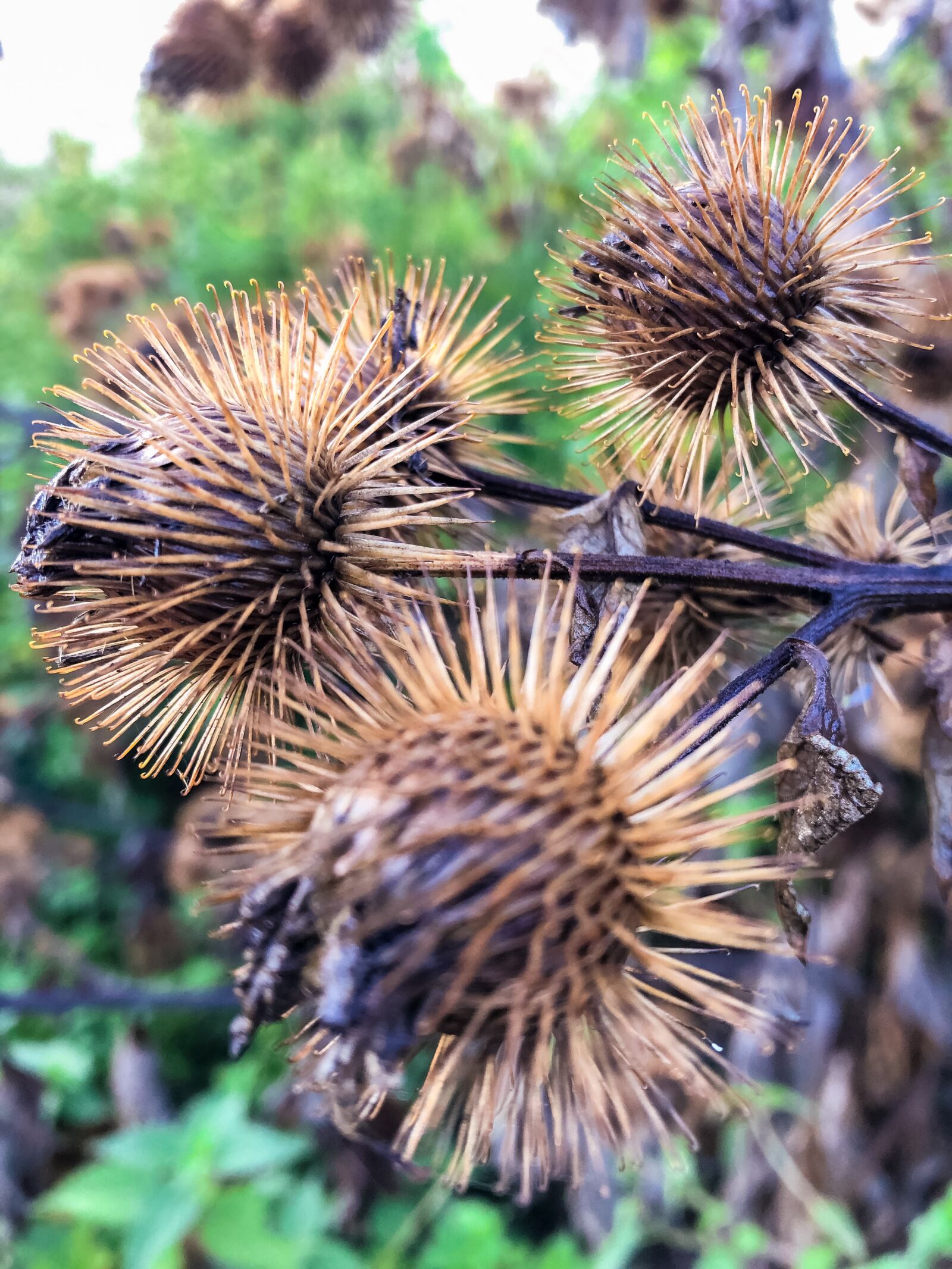 iPhone 8 back camera 3.99mm f/1.8 sample photo. Thistle, autumn, plant photography