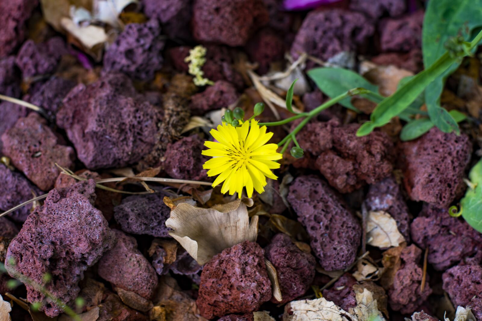 Nikon D7500 sample photo. Flower, plant, stone photography