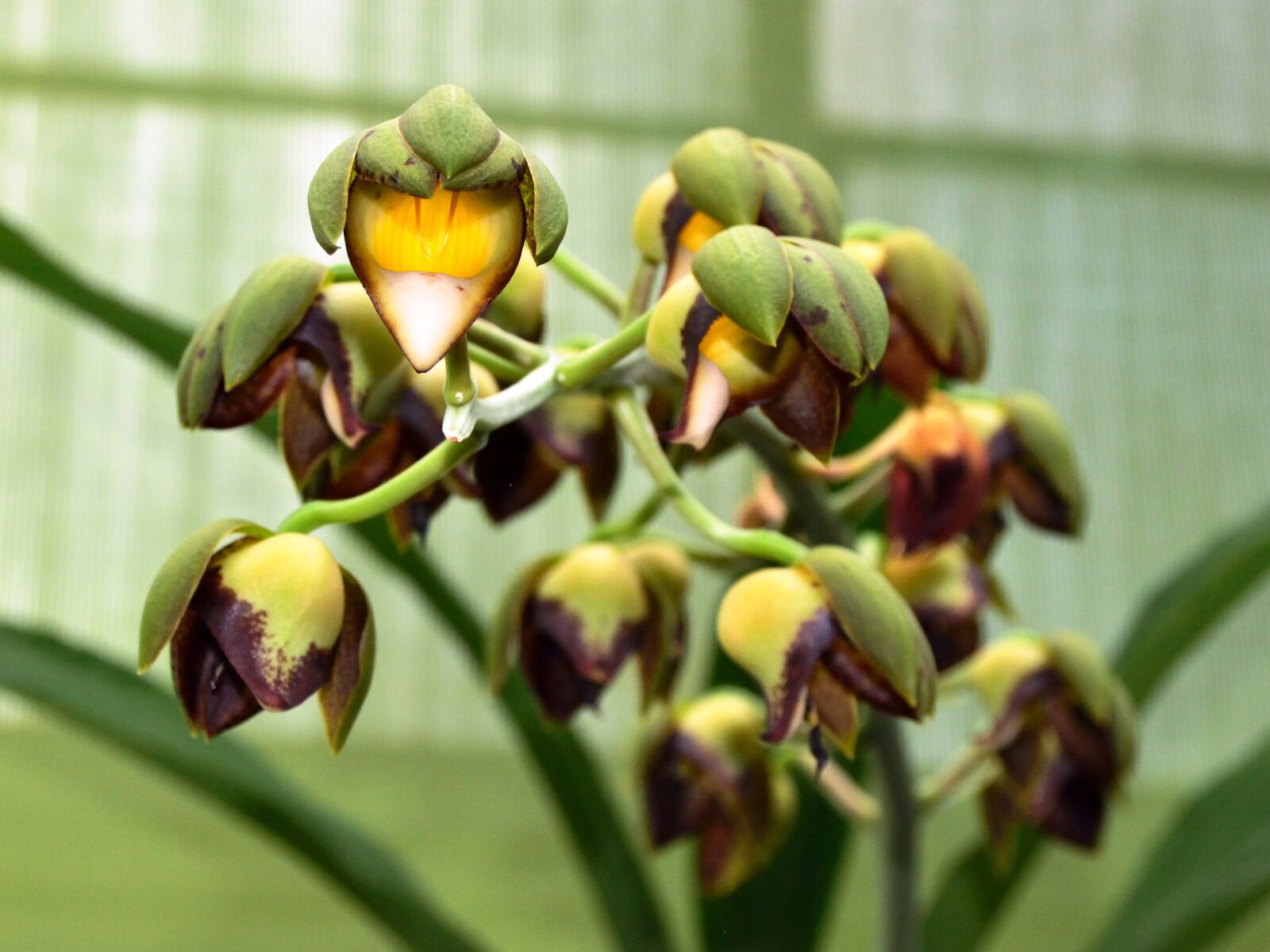 Nikon D5200 sample photo. Orchidaceae, orchid, flowers photography