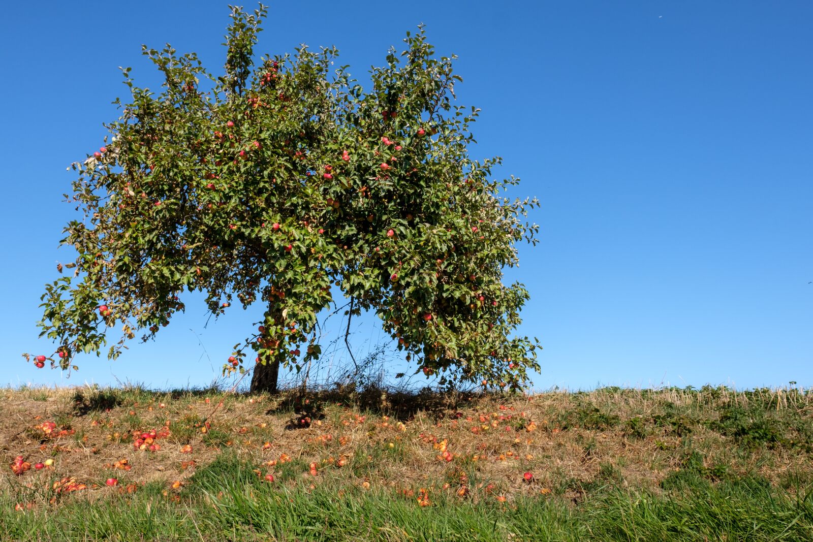 Fujifilm X-T2 + Fujifilm XF 16mm F1.4 R WR sample photo. Tree, autumn, fruit tree photography