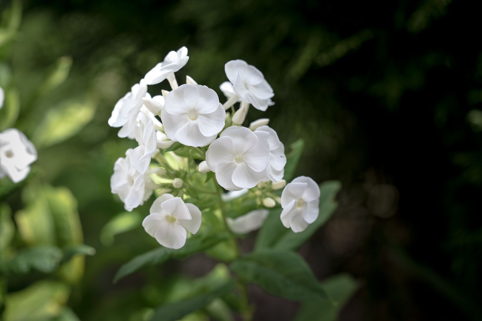 Nikon D750 sample photo. Phlox, flame flower, greek photography