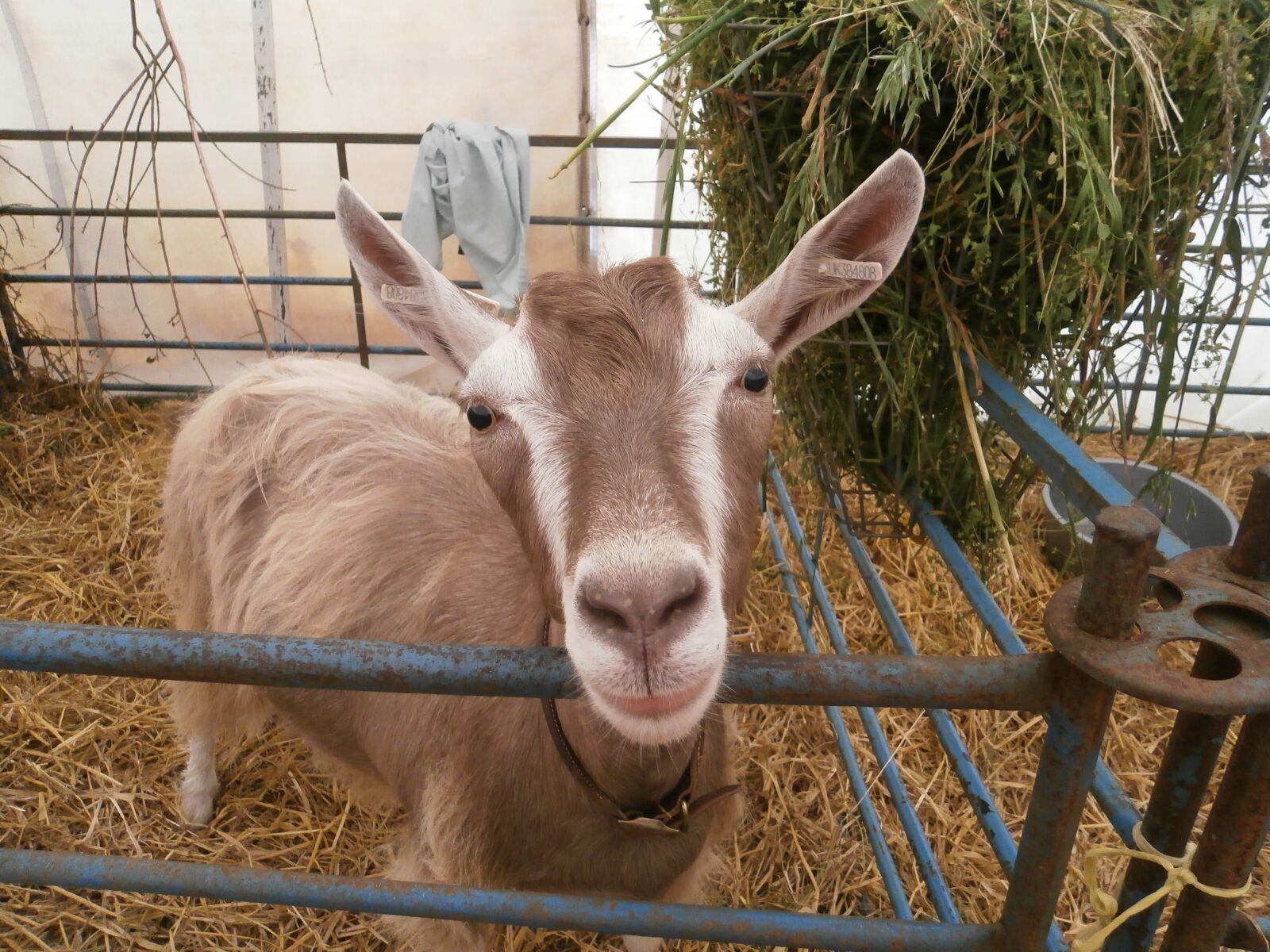 Olympus VG170 sample photo. Goat, show, livestock photography
