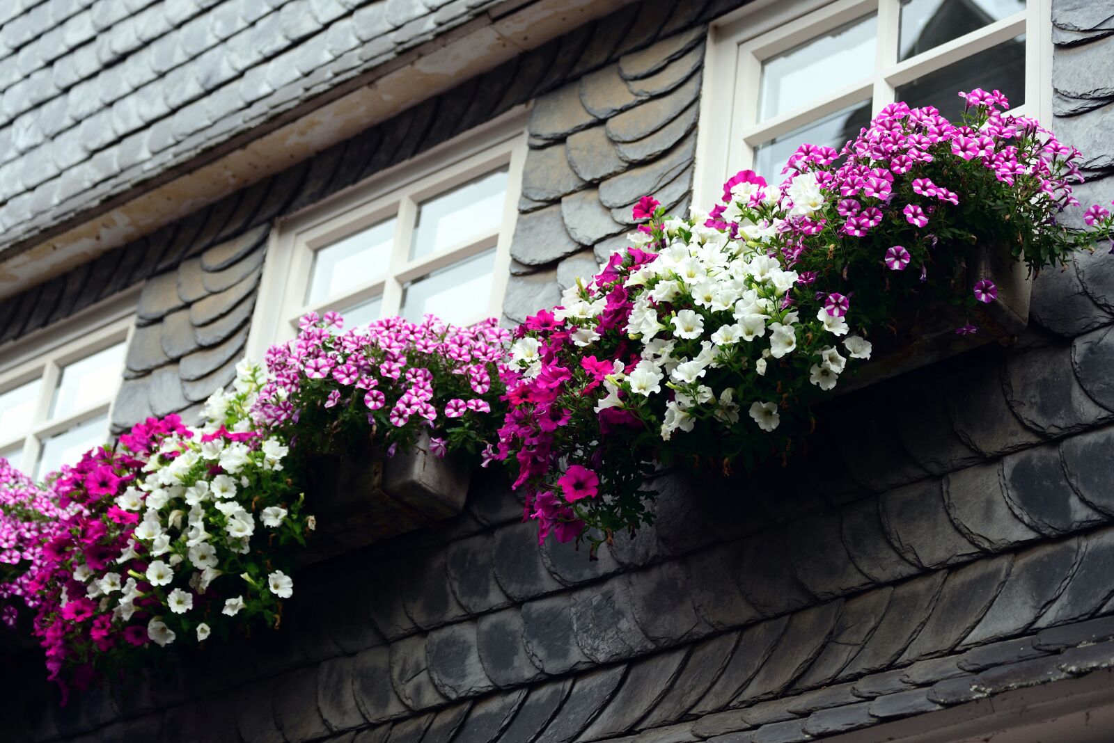 Nikon D610 sample photo. Petunia, balkonblumen, garden petunia photography