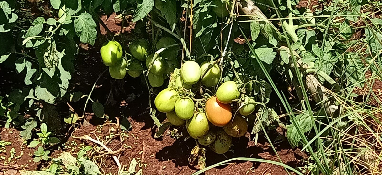 OPPO F11 sample photo. Tomato, growing, in kenya photography