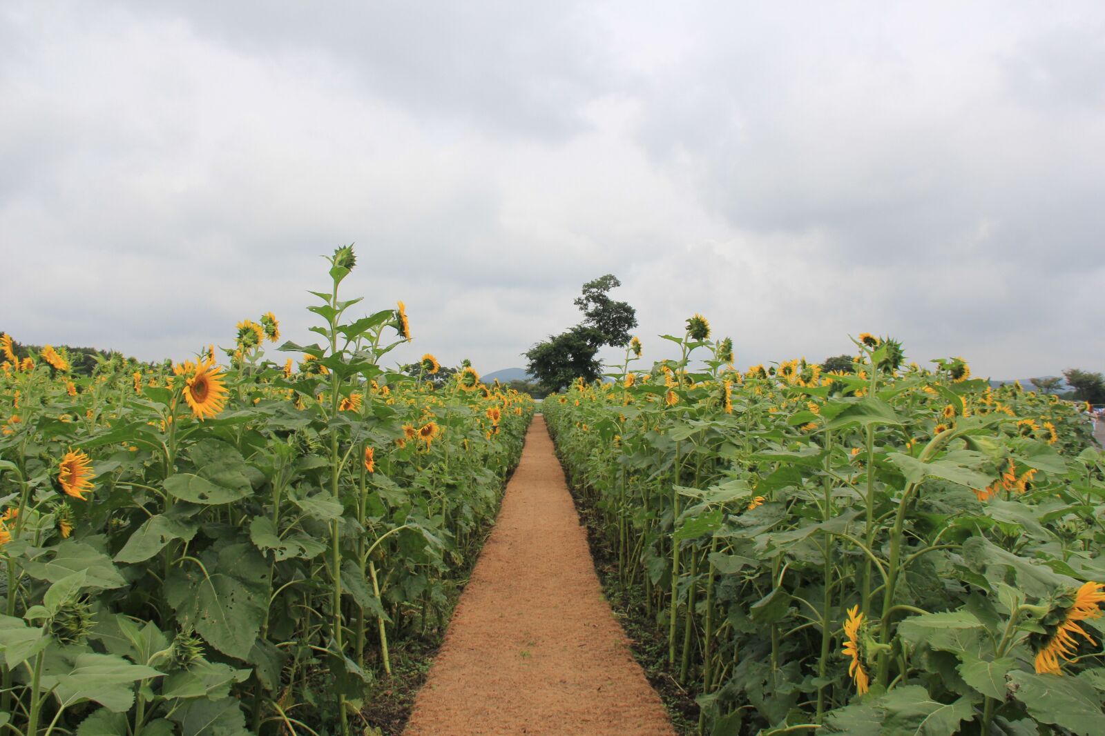 Canon EOS 60D sample photo. Sunflower, let reonpam, outing photography