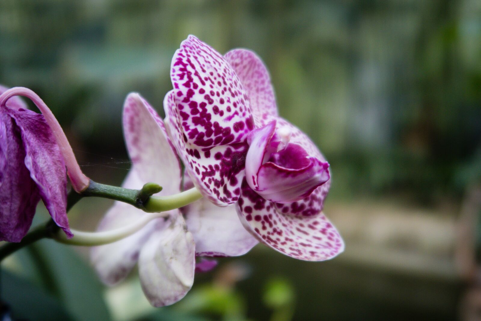 Canon PowerShot G7 X Mark II sample photo. Orchid, flowers, plant photography