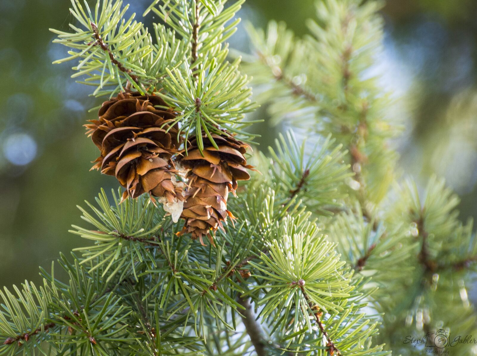 Nikon D7200 sample photo. Pine cone, green, tree photography
