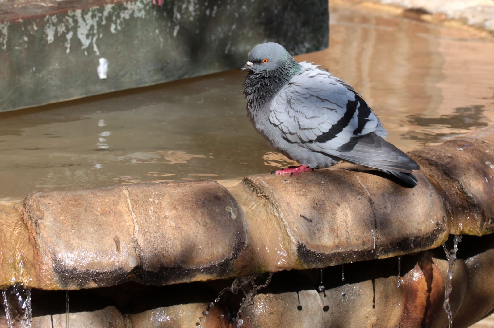 Canon EOS 700D (EOS Rebel T5i / EOS Kiss X7i) + Canon EF-S 60mm F2.8 Macro USM sample photo. Pigeon, water, drink photography