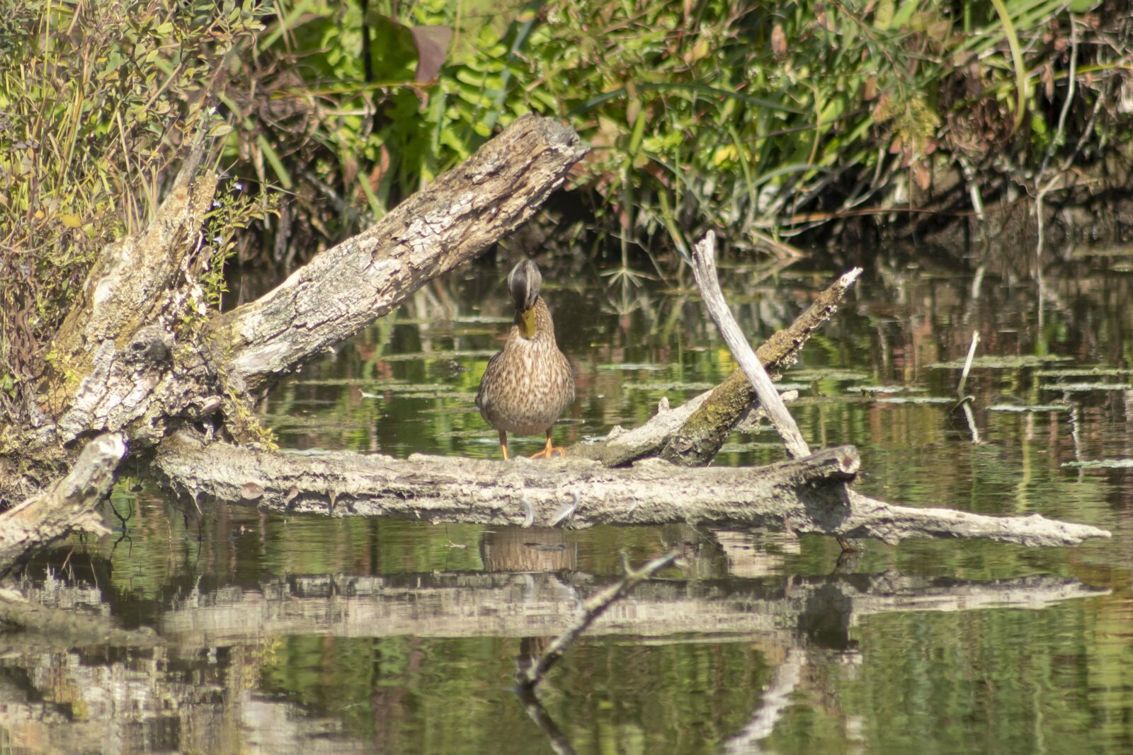 Canon EF75-300mm f/4-5.6 sample photo. Duck, wild ducks, teal photography