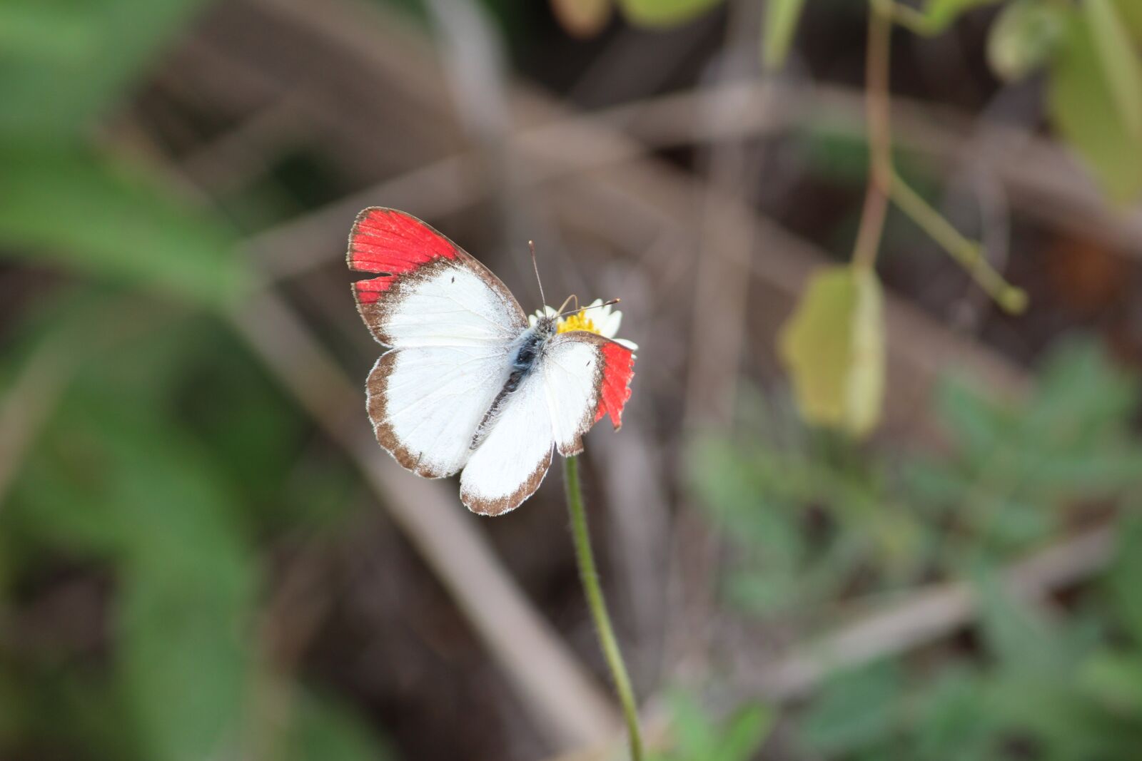 Canon EOS 1200D (EOS Rebel T5 / EOS Kiss X70 / EOS Hi) sample photo. Butterfly, nature, wings photography
