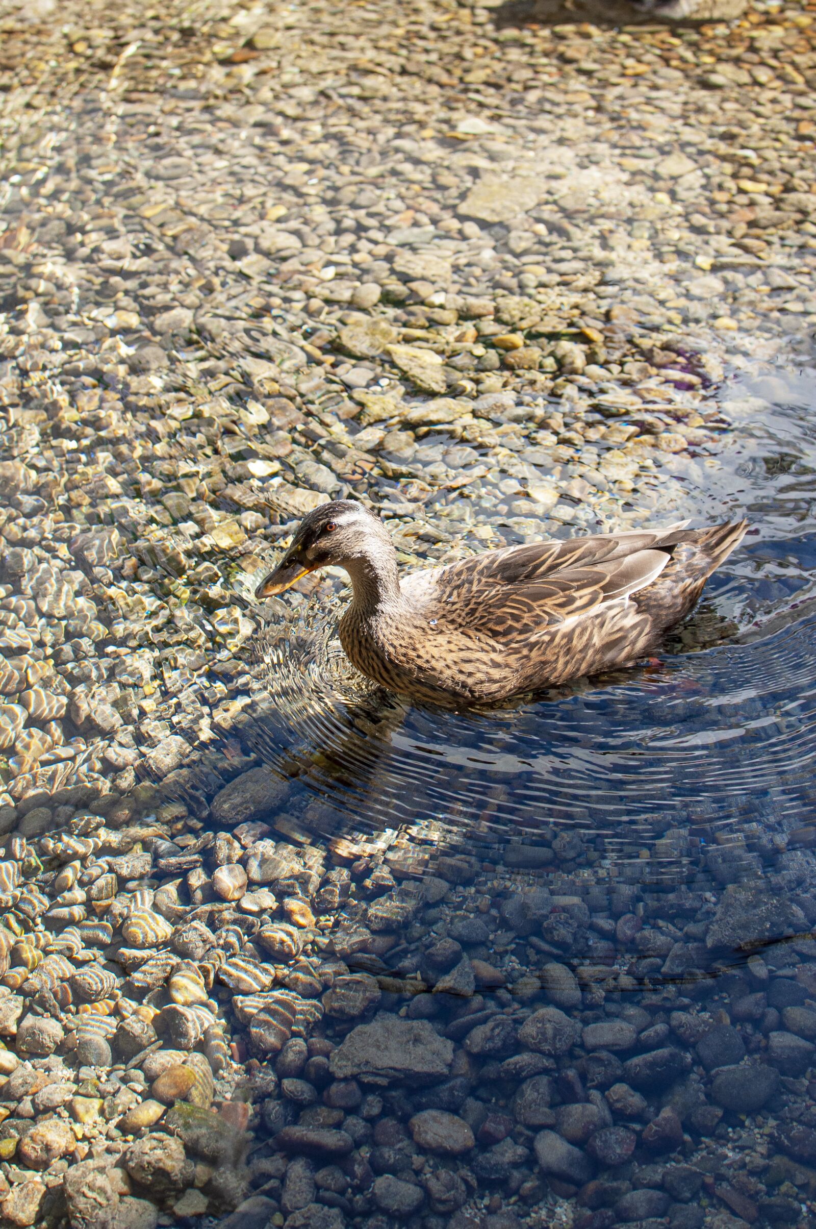 Nikon D5000 sample photo. Pato, animal, nature photography