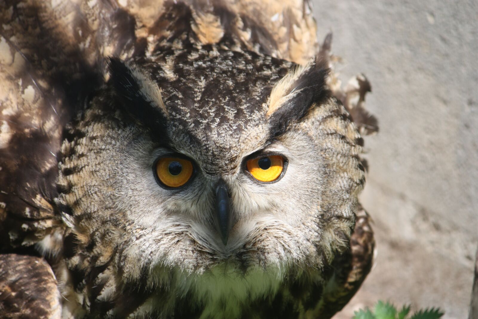 Canon EOS 450D (EOS Rebel XSi / EOS Kiss X2) sample photo. Owl, raptor, nocturne photography