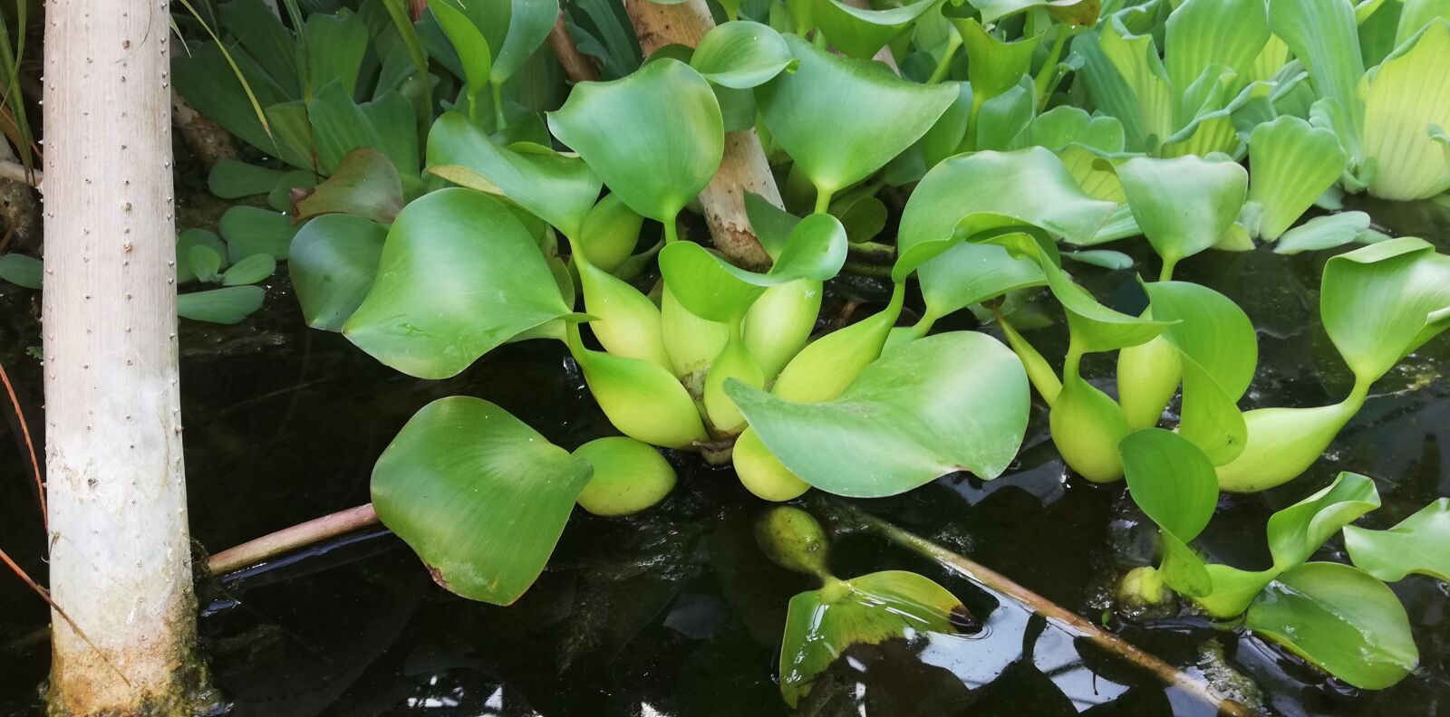 HUAWEI P20 lite sample photo. Plant, villosa iris, aquatic photography