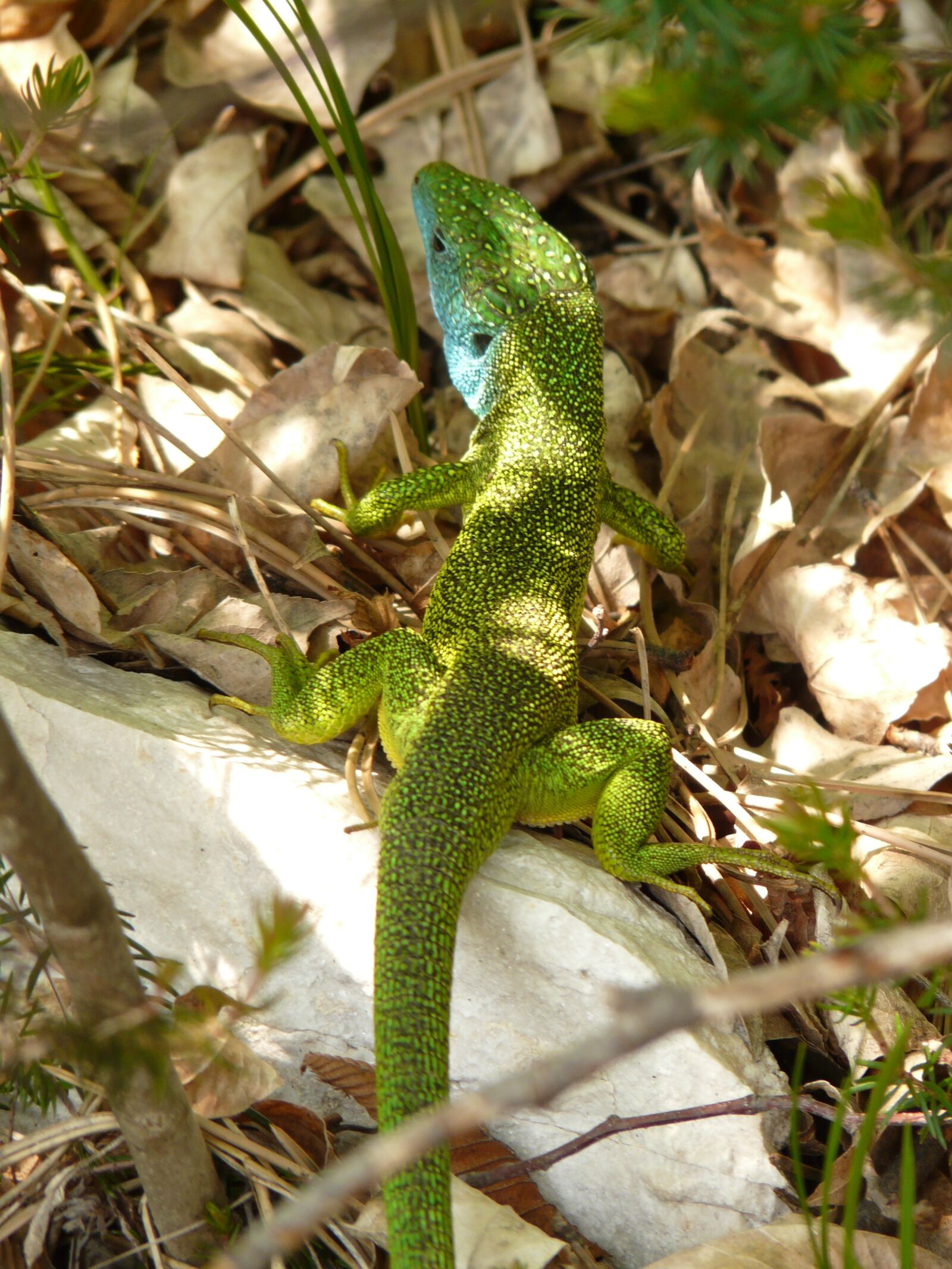 Panasonic DMC-FZ18 sample photo. Emerald lizard, lizard, reptile photography