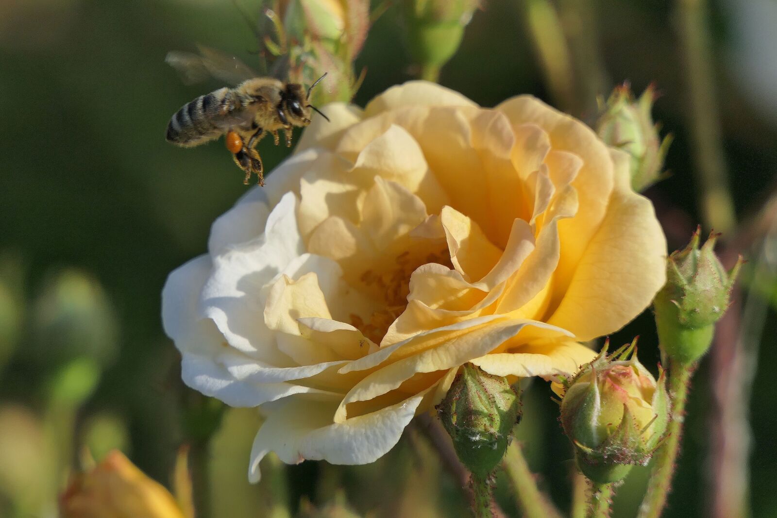 Panasonic Lumix DMC-FZ2500 (Lumix DMC-FZ2000) sample photo. Rose bloom, honey bee photography