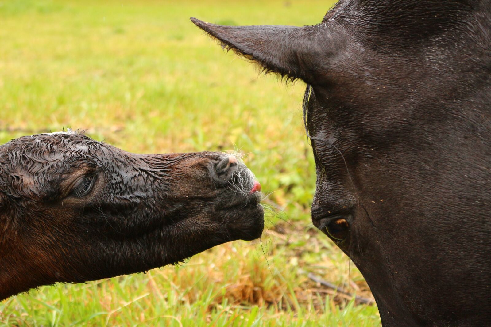 Canon EOS 100D (EOS Rebel SL1 / EOS Kiss X7) sample photo. Horse, foal, suckling photography