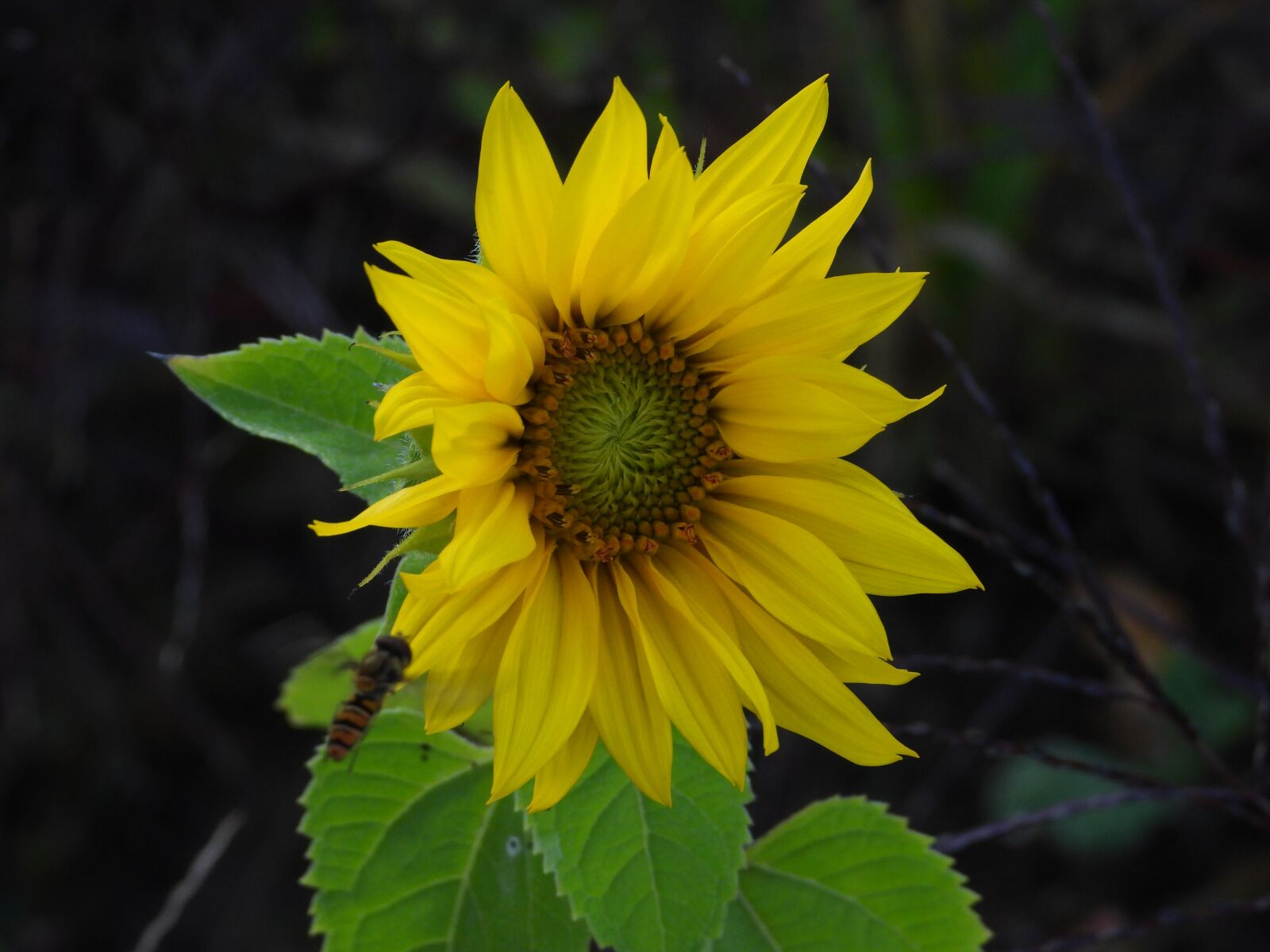 Nikon Coolpix P1000 sample photo. Sunflower, field, yellow photography
