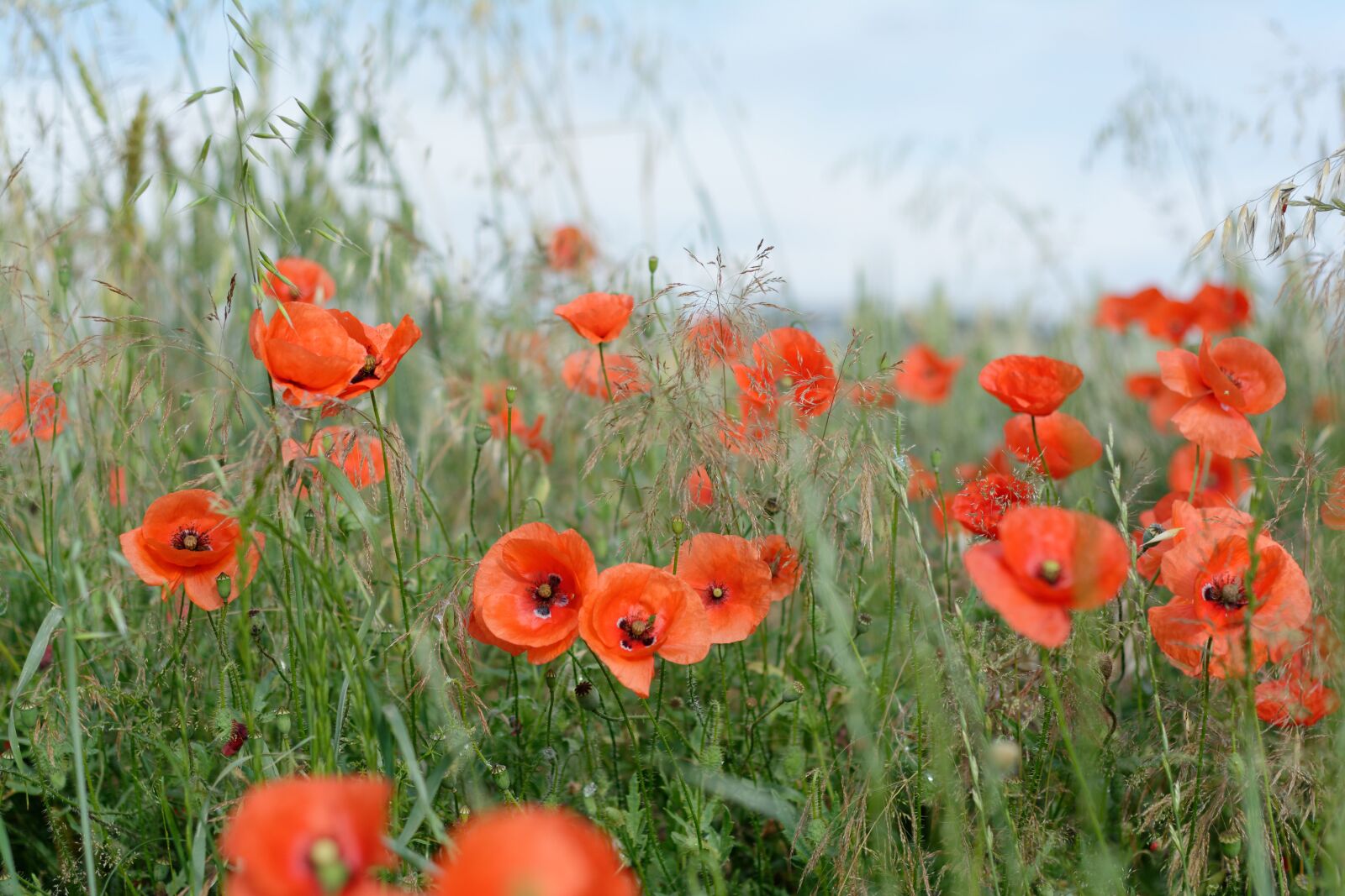 Nikon D5200 sample photo. Field, poppies, meadow photography
