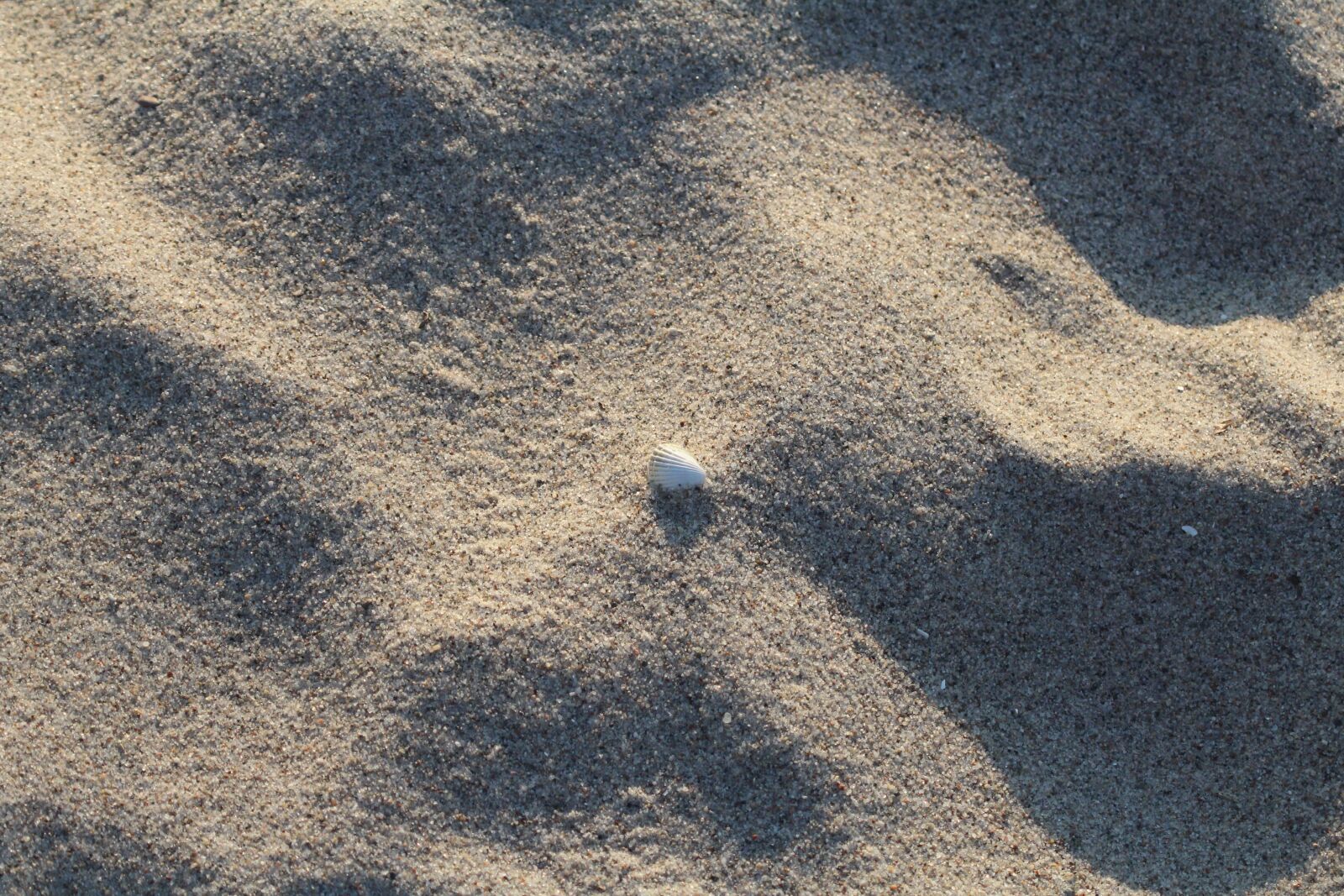 Canon EF 70-210mm f/4 sample photo. Beach, shell, sand photography