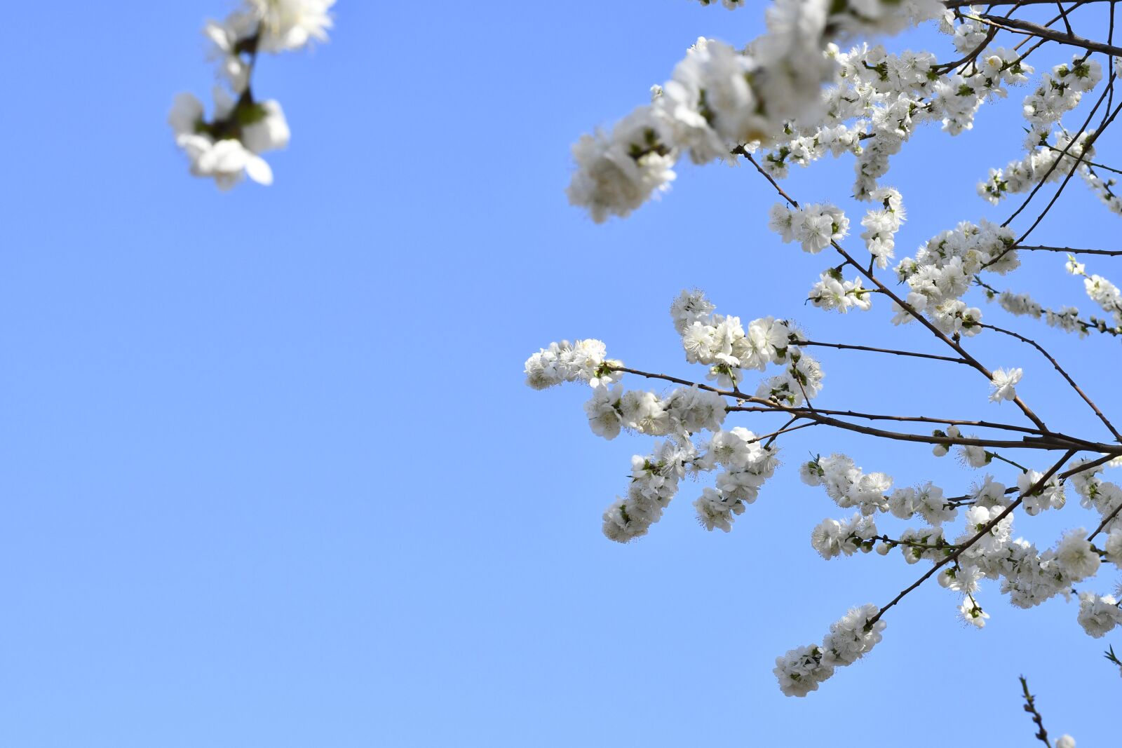 Nikon D7500 sample photo. Spring, flowers, blue sky photography