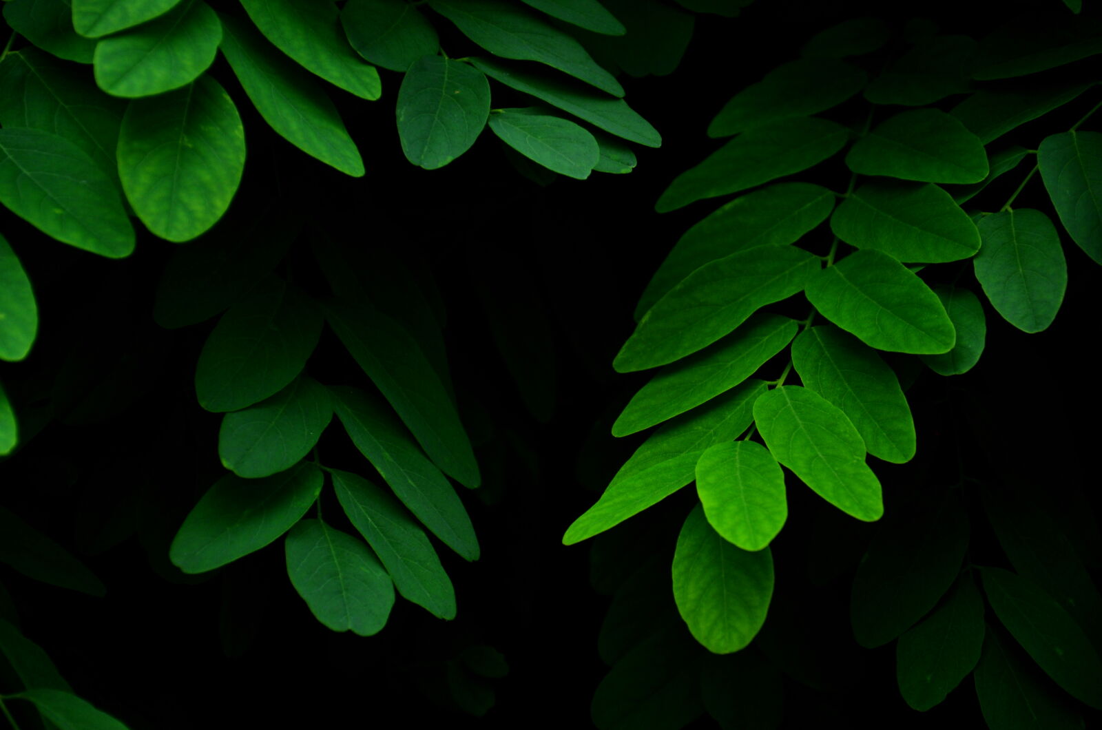 Nikon D5100 sample photo. Green, leaves, plant photography