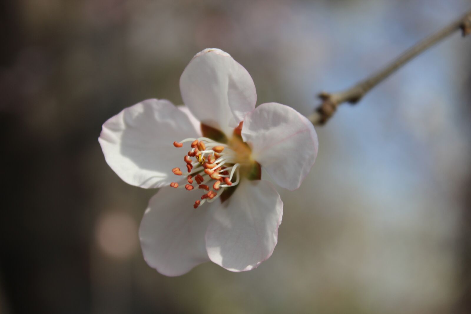 Canon EOS 600D (Rebel EOS T3i / EOS Kiss X5) sample photo. Flower, spring, spring flower photography