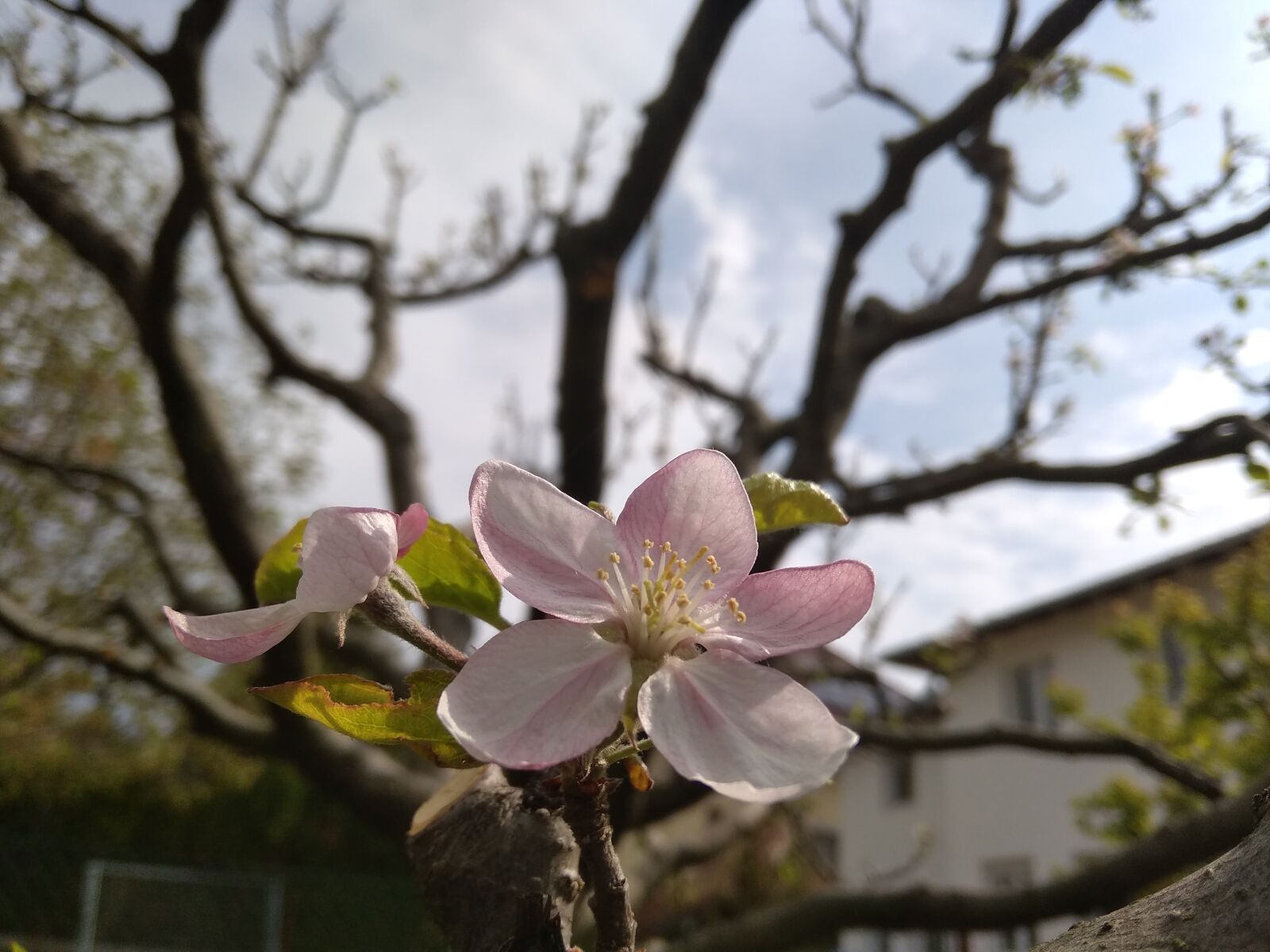 Xiaomi Redmi 5A sample photo. Apple, apple tree, apple photography