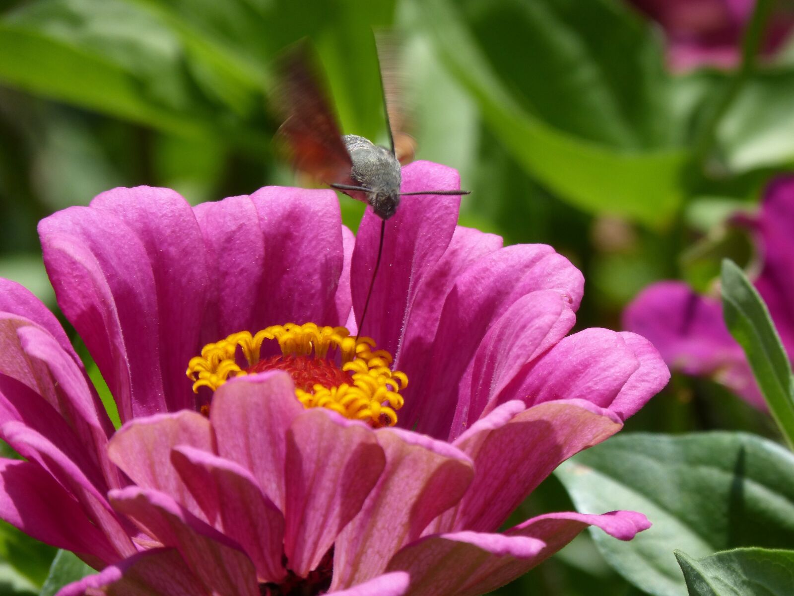 Panasonic DMC-FZ62 sample photo. Macroglossum stellatarum, sphinx hummingbird photography