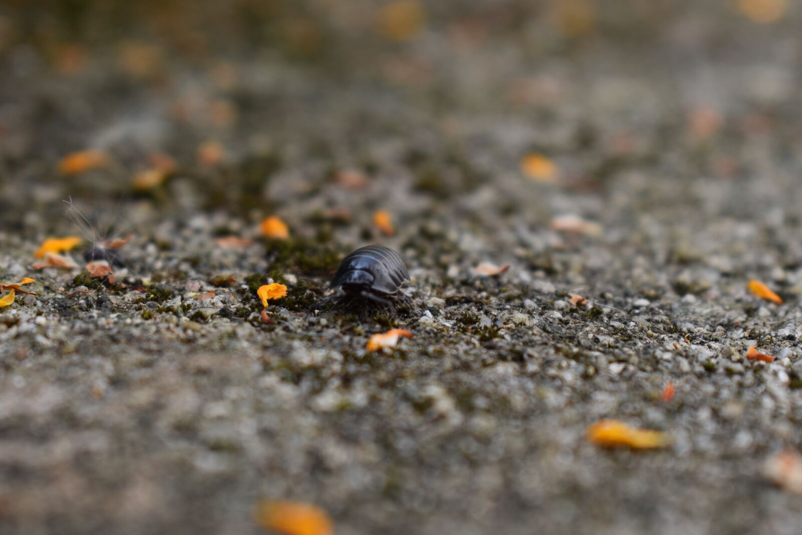 Nikon D3500 sample photo. Insect, woodlouse, close photography