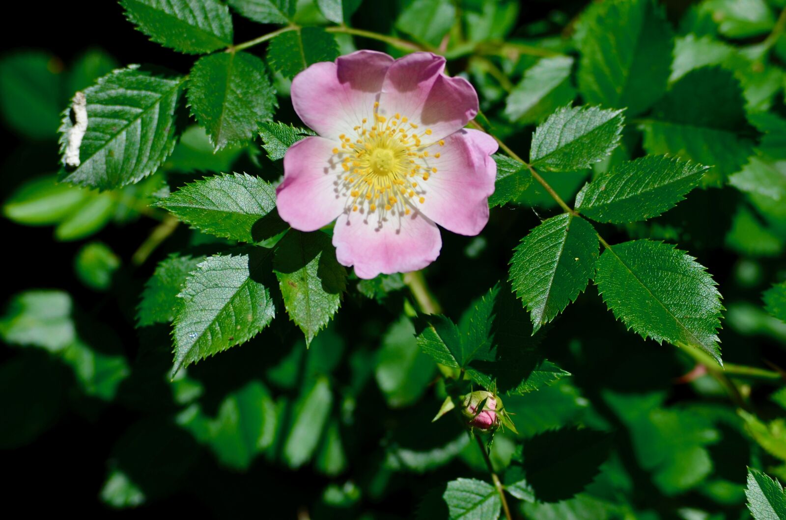 Nikon D5100 sample photo. Wood anemone, garden, flower photography