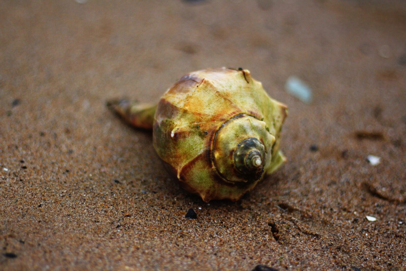 Canon EOS 700D (EOS Rebel T5i / EOS Kiss X7i) sample photo. Conch shell, shell, sea photography