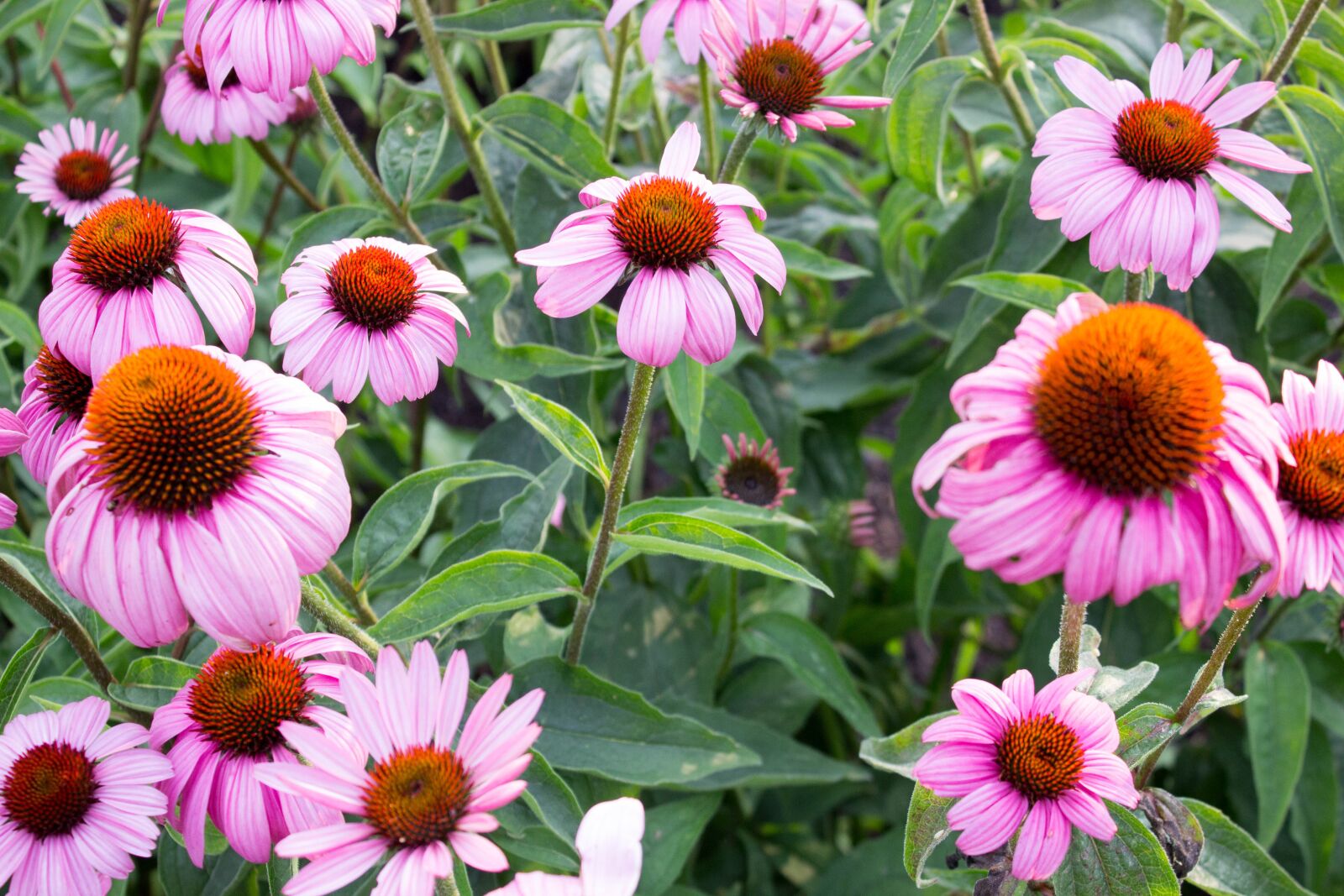 Canon EOS 600D (Rebel EOS T3i / EOS Kiss X5) sample photo. Summer, flower, garden photography