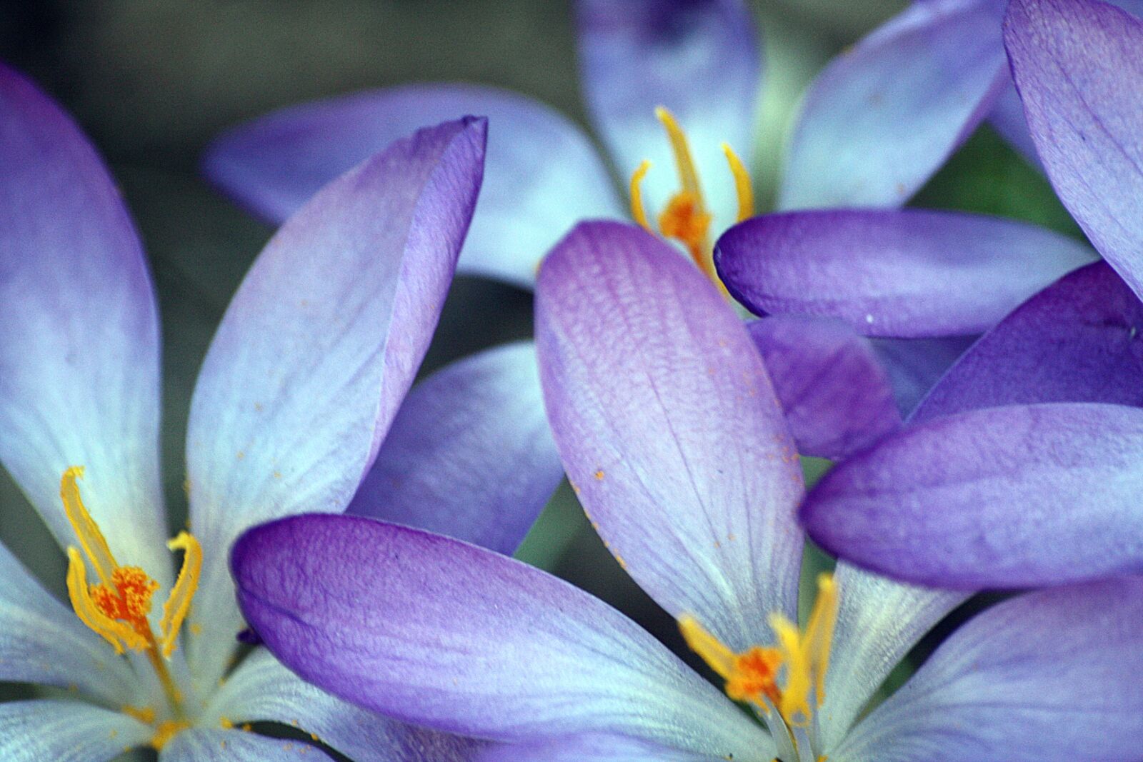 Canon EOS 1000D (EOS Digital Rebel XS / EOS Kiss F) sample photo. Close up, crocus, blossom photography