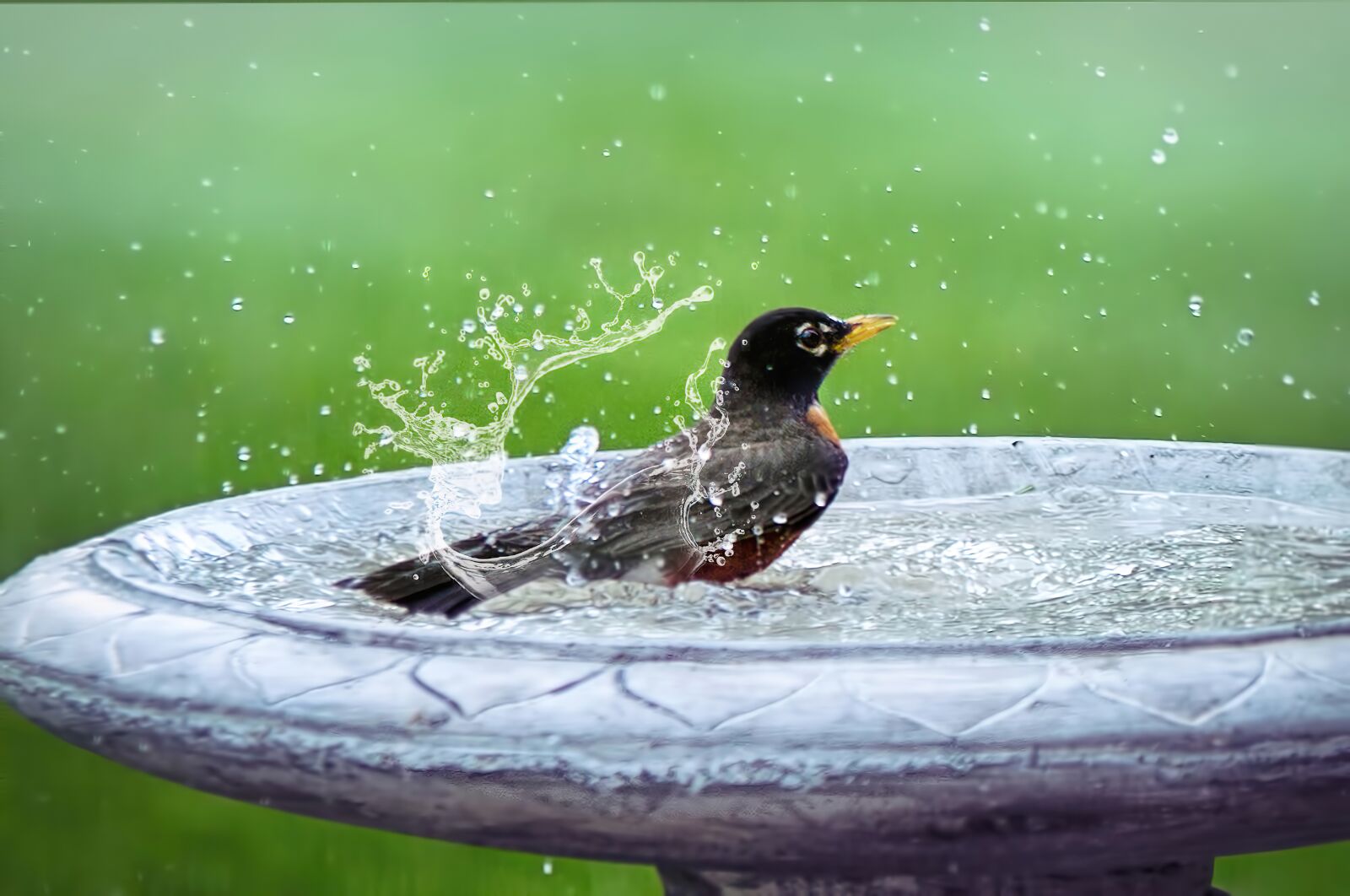 Canon EOS 5D Mark III sample photo. Bird bath, splashing, bird photography