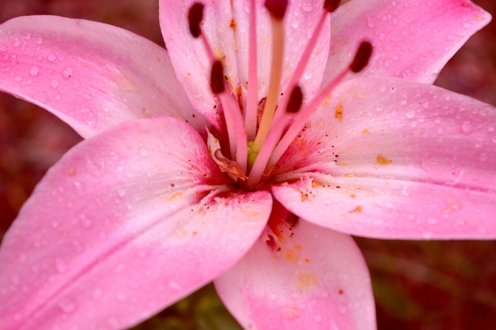 Nikon D3200 sample photo. Lily, pink, bloom photography