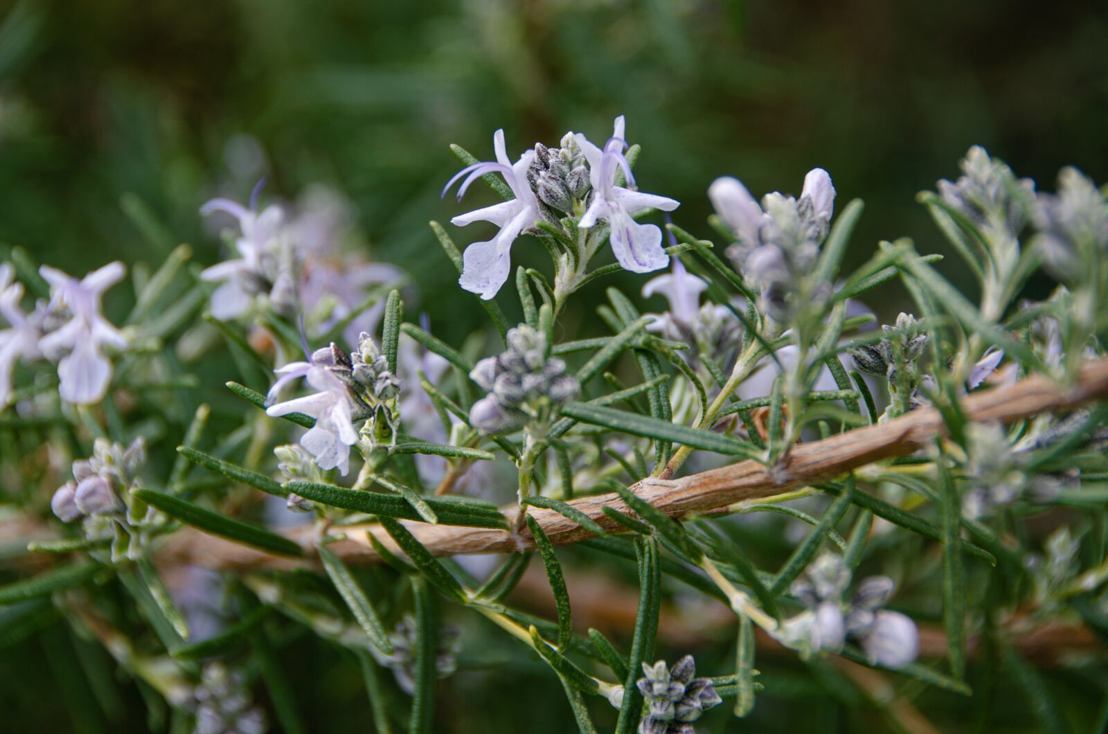 Nikon D7000 sample photo. Rosemary, blossom, bloom photography