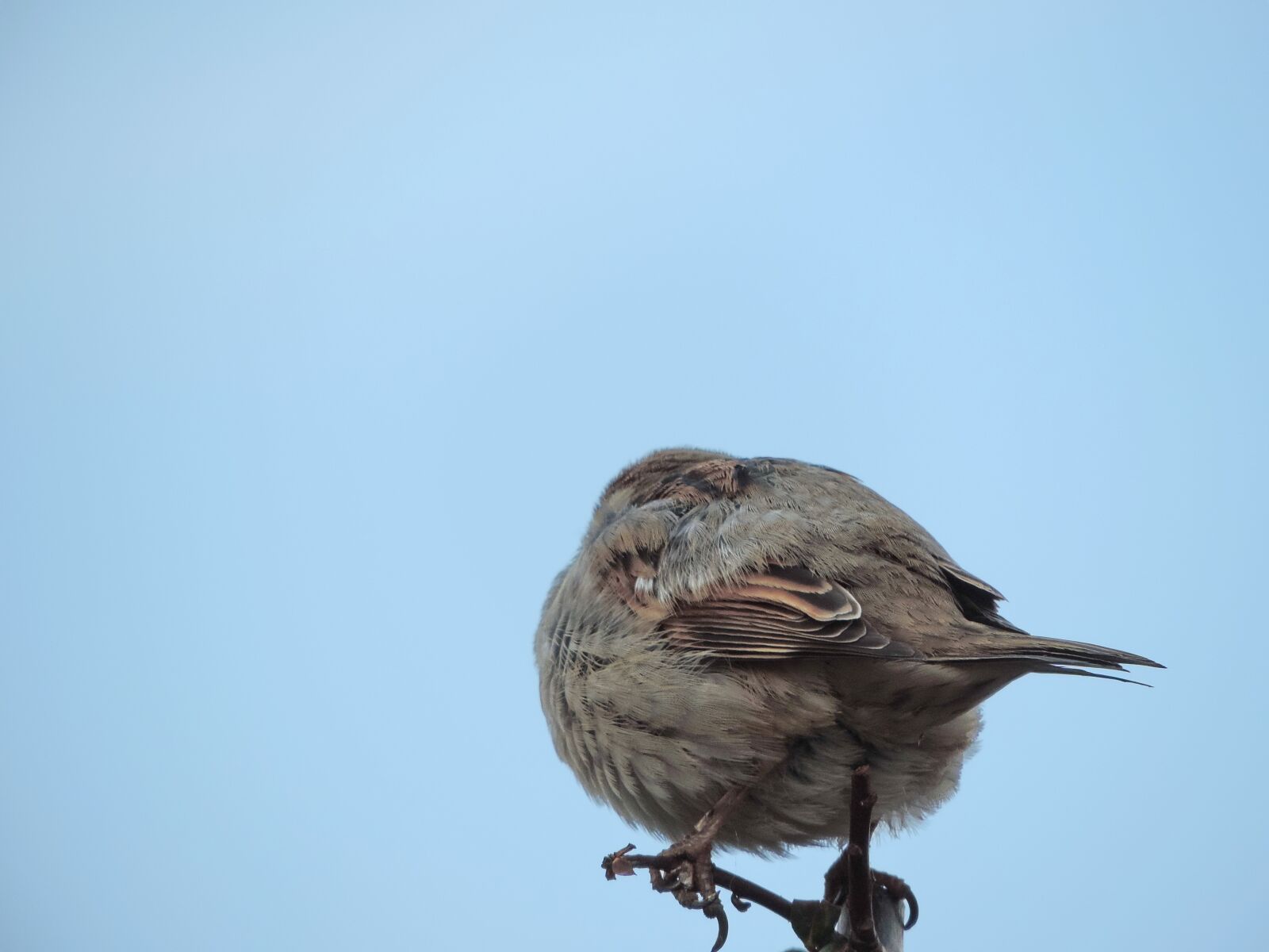 Nikon Coolpix P520 sample photo. Bird, vertebrate, wildlife, wild photography