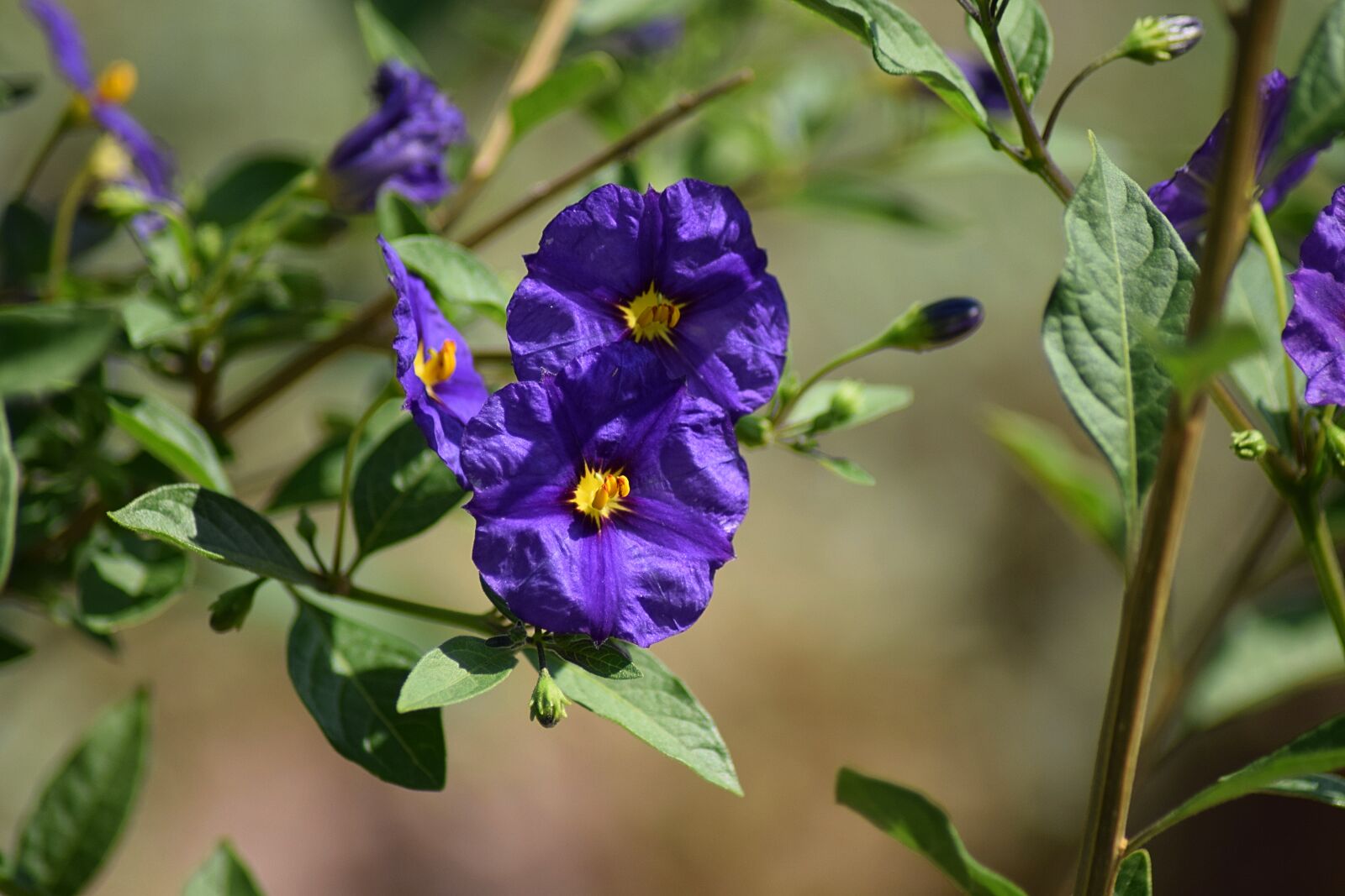 Nikon D3300 sample photo. Gentian, nature, flower photography