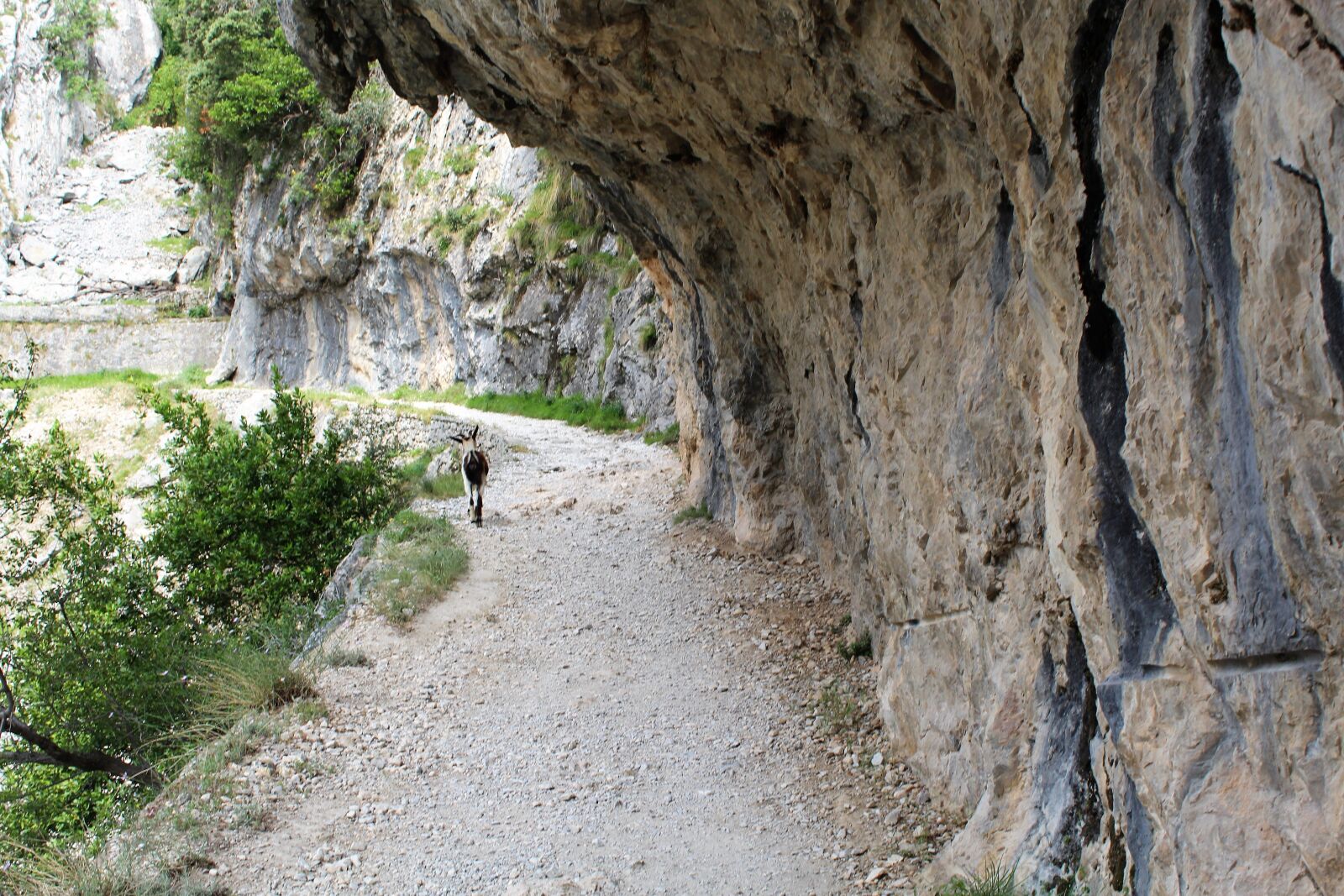 Canon EOS 600D (Rebel EOS T3i / EOS Kiss X5) sample photo. Goat, mountain, walk photography