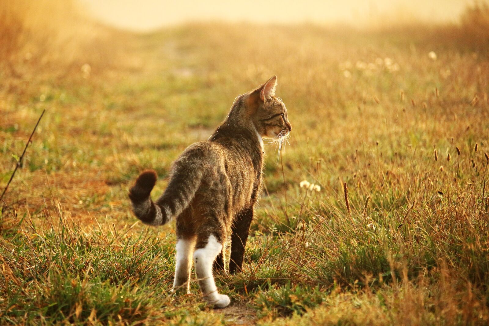 Canon EOS 100D (EOS Rebel SL1 / EOS Kiss X7) sample photo. Cat, kitten, mieze photography